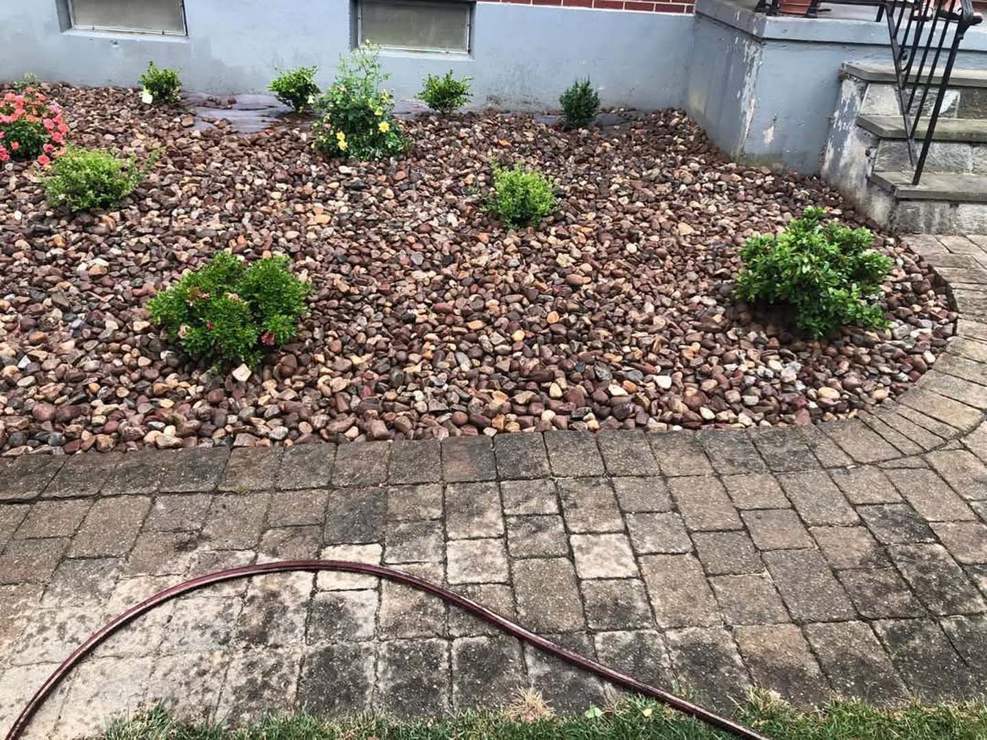 A hose is sitting in the middle of a garden next to a brick walkway.