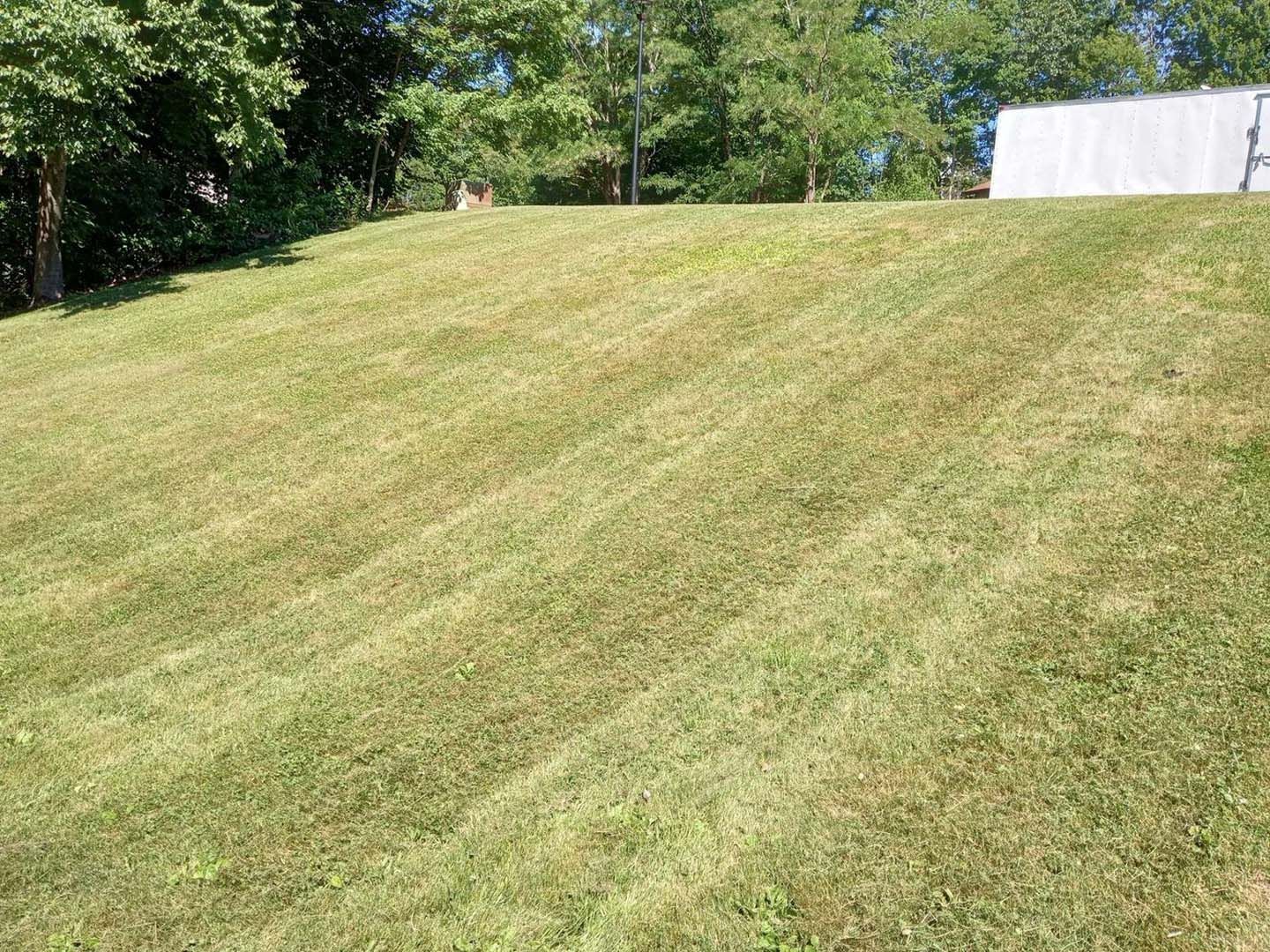 A lush green lawn with a white shed in the background.
