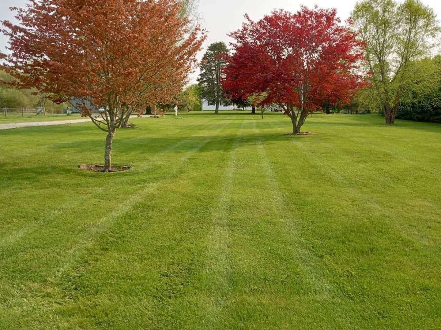 A lush green lawn with two red trees in the middle