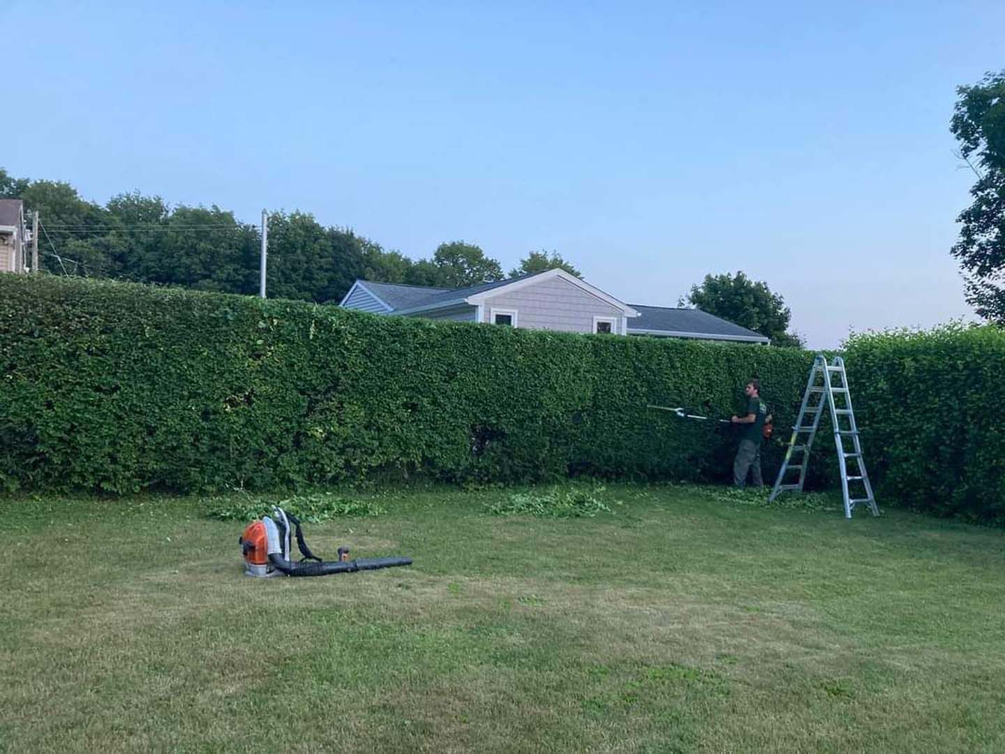 A man is cutting a hedge in a backyard with a ladder.