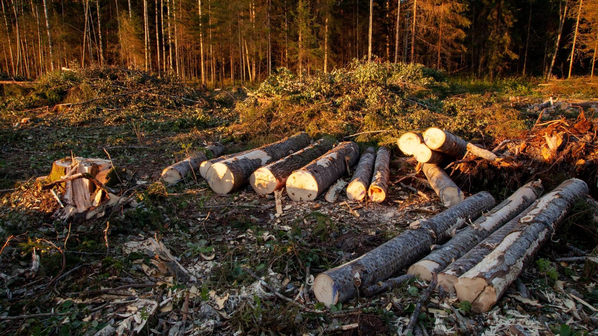 Cut logs on the forest floor, lit by golden sunlight. Background of felled trees and birch trees.