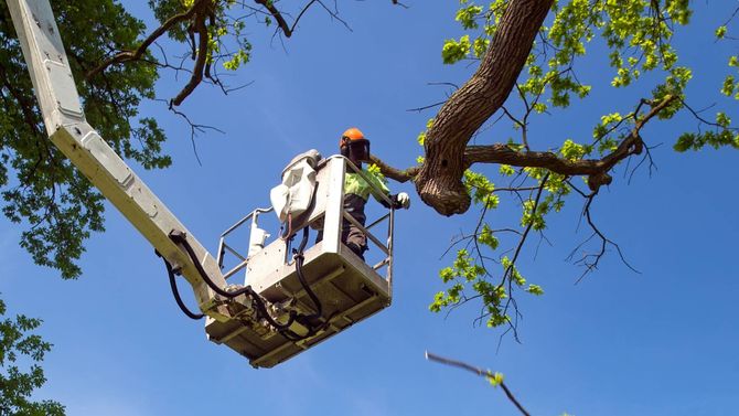 Arborist in a bucket lift trimming tree branches against a bright blue sky.