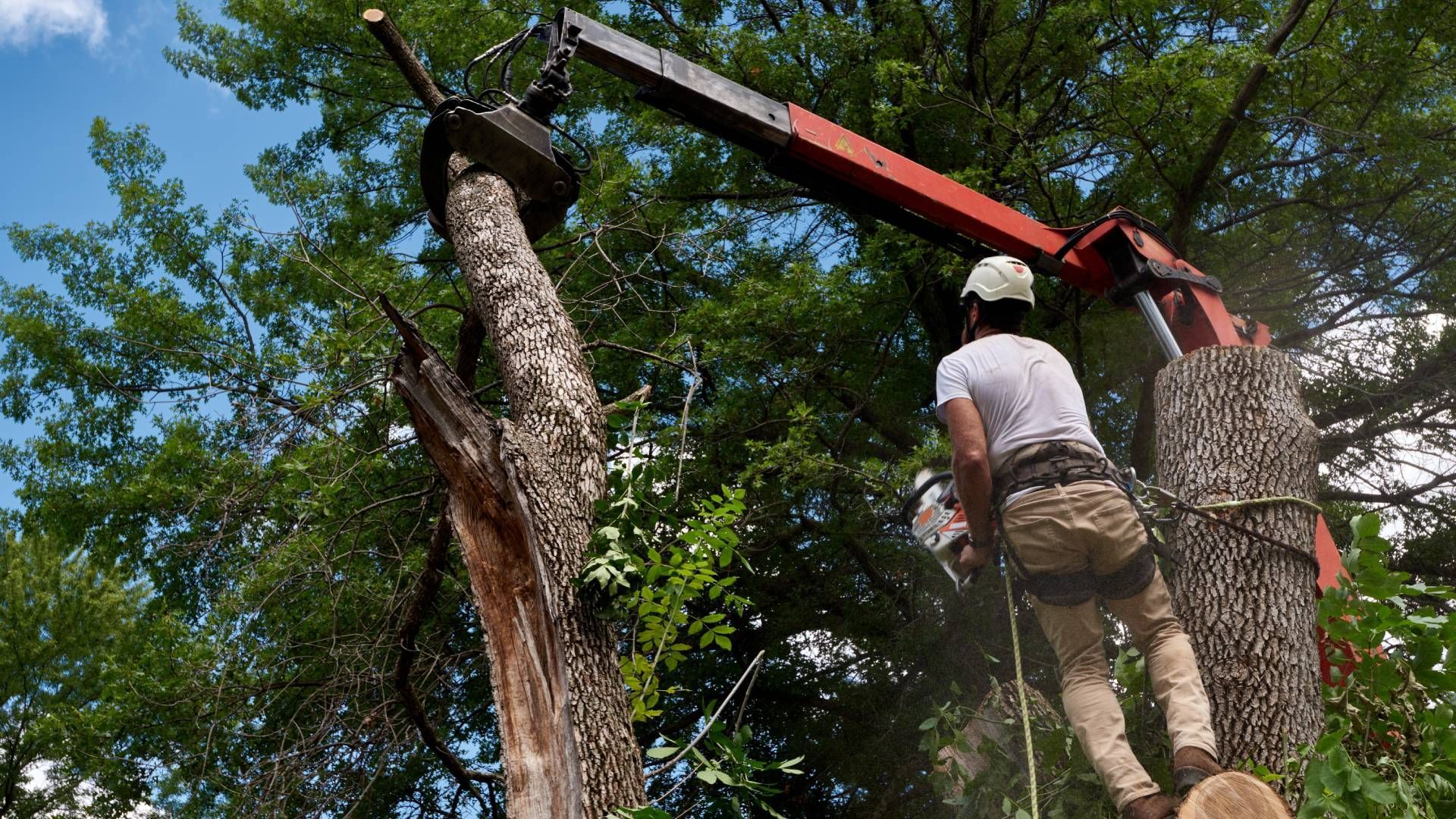 Arborist using a chainsaw to cut a tree trunk, assisted by a crane, in a wooded area on a sunny day.
