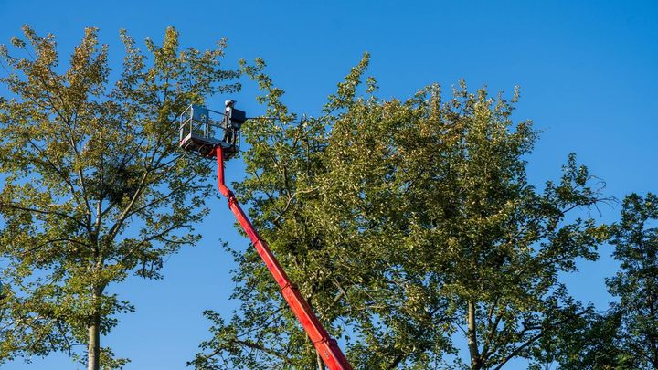 Person in a lift trimming a tree against a clear blue sky.