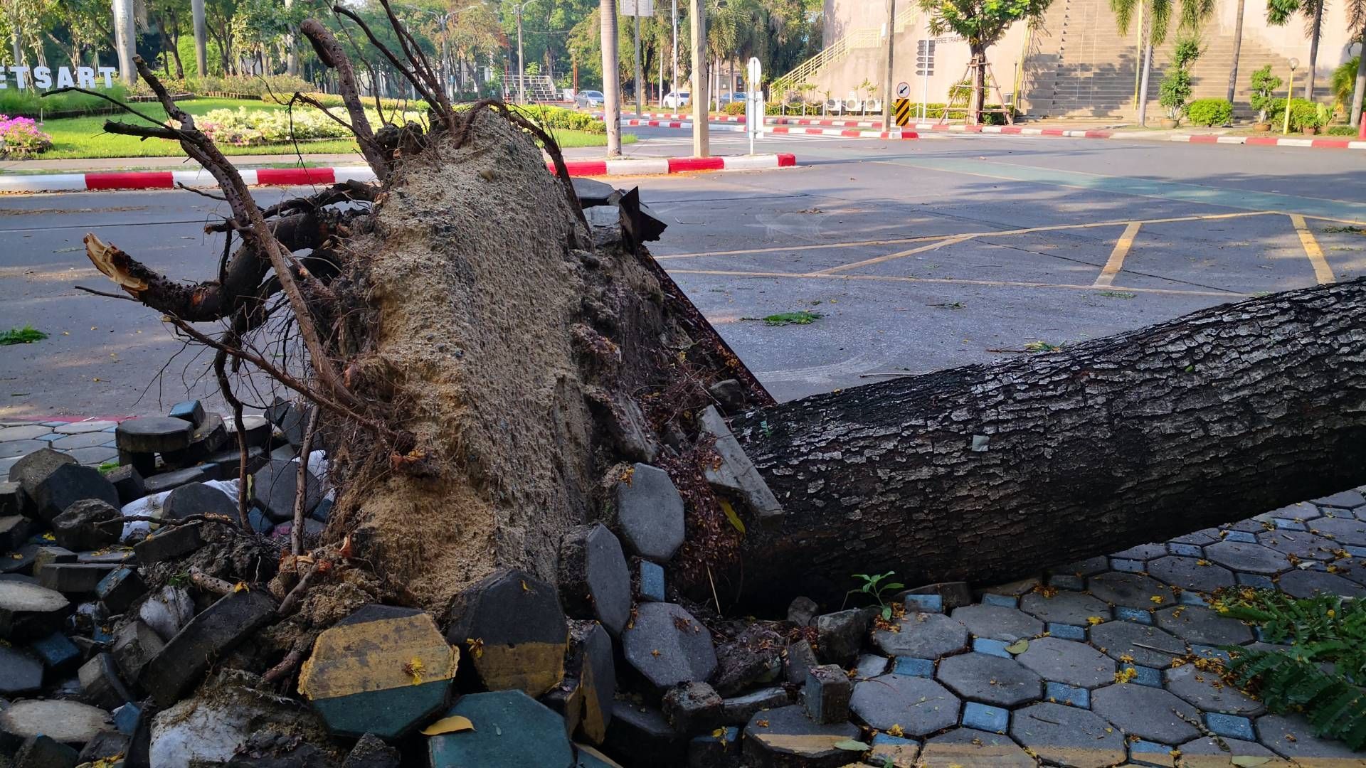 Fallen tree trunk with exposed roots on pavement, blocking a parking area.