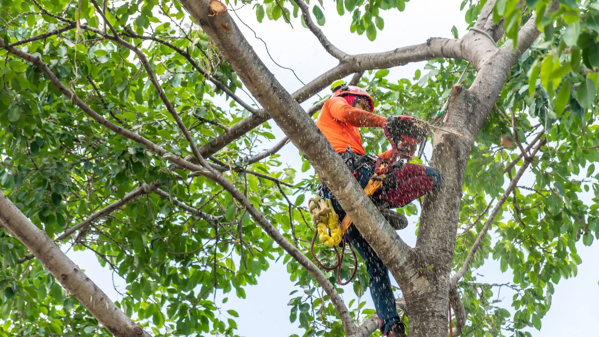 Arborist cutting a tree branch, wearing safety gear, outdoors.