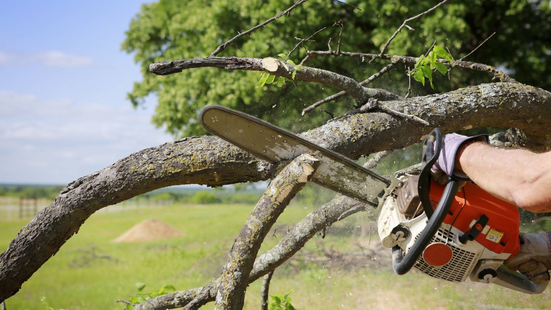 Person using a chainsaw to cut a tree branch in a field.