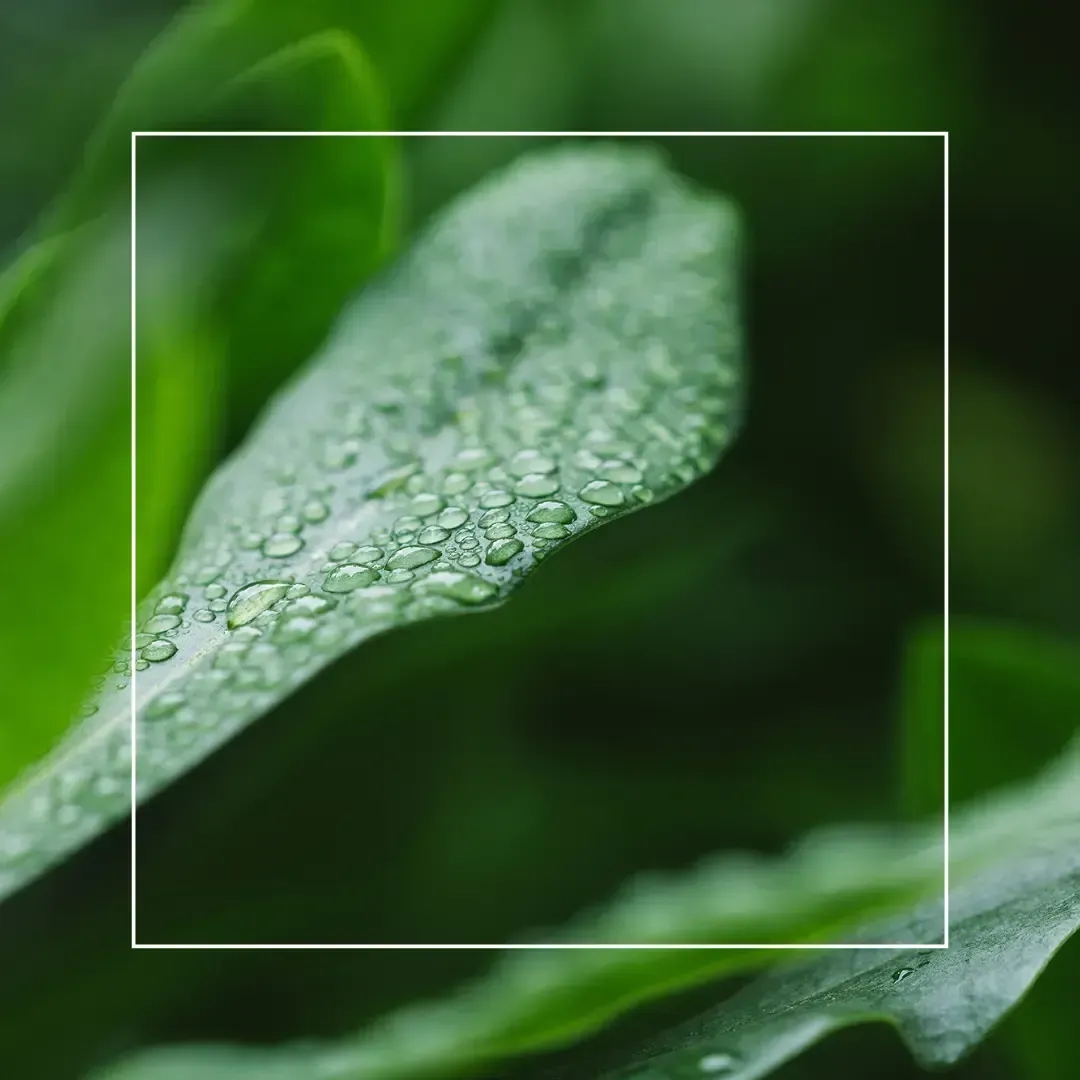 Dew drops rest on a lush green leaf, framed by a thin white border against a blurred natural background.