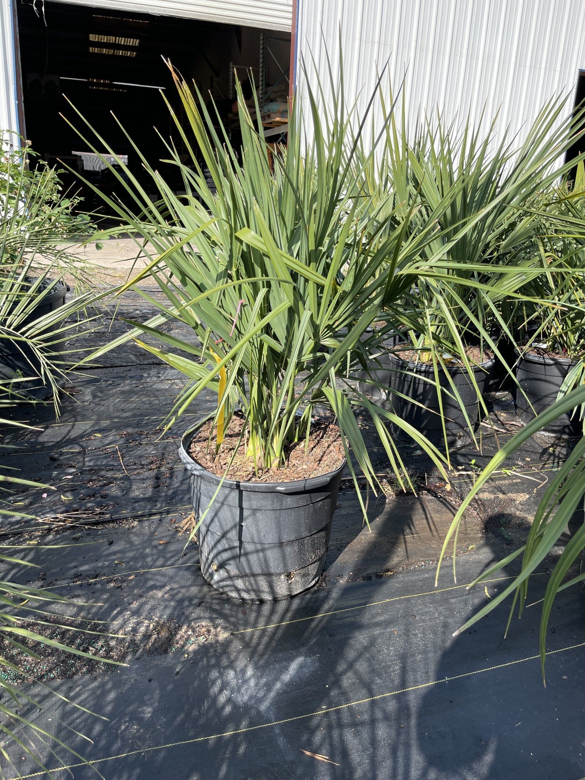 A bunch of potted plants are sitting on top of a black tarp.