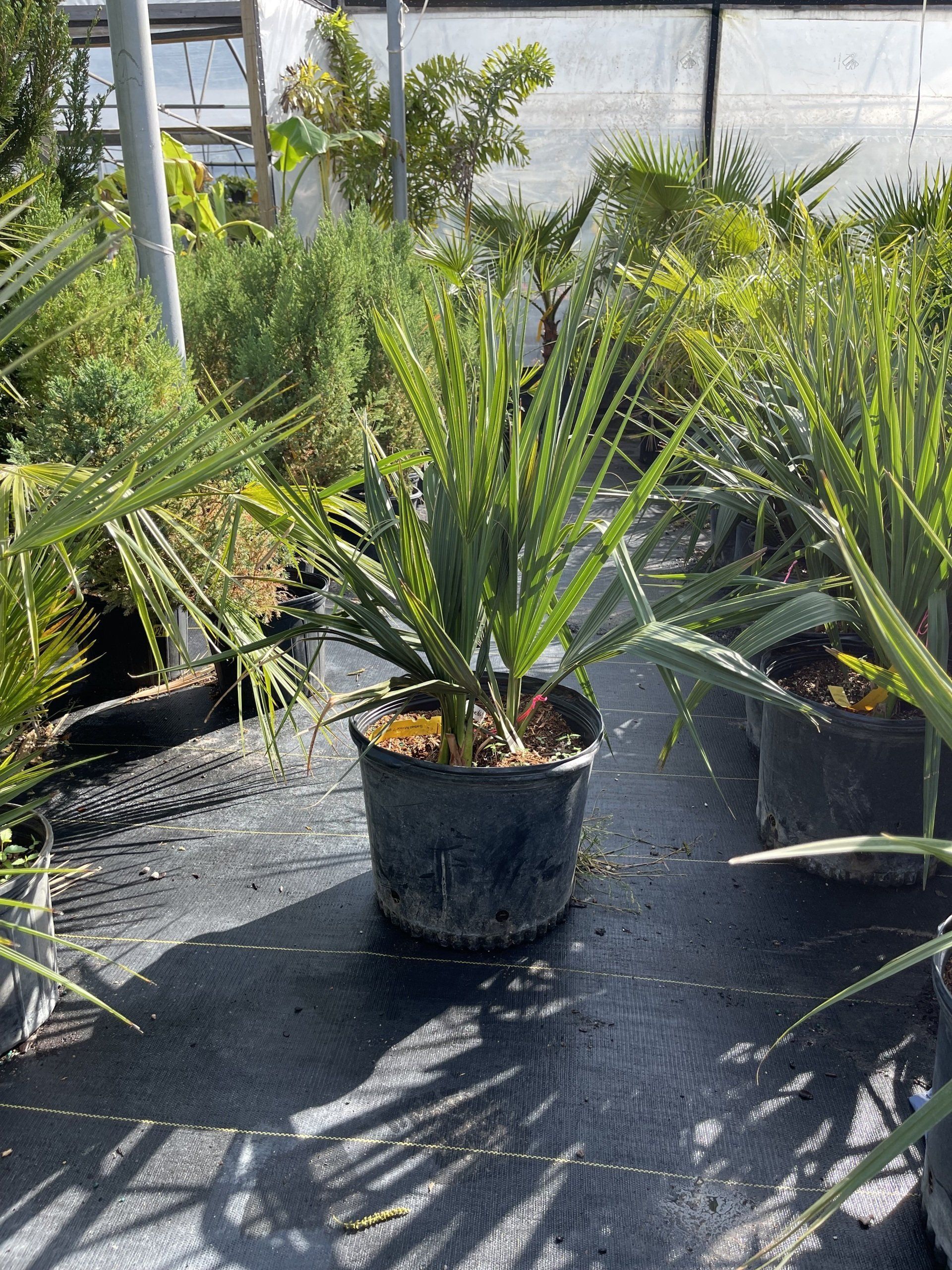 A potted plant is sitting on a table in a greenhouse.