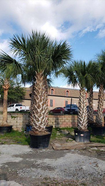 A bunch of palm trees in pots in a parking lot.