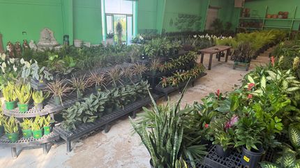house plant box The Best Pet Friendly Plant Subscription