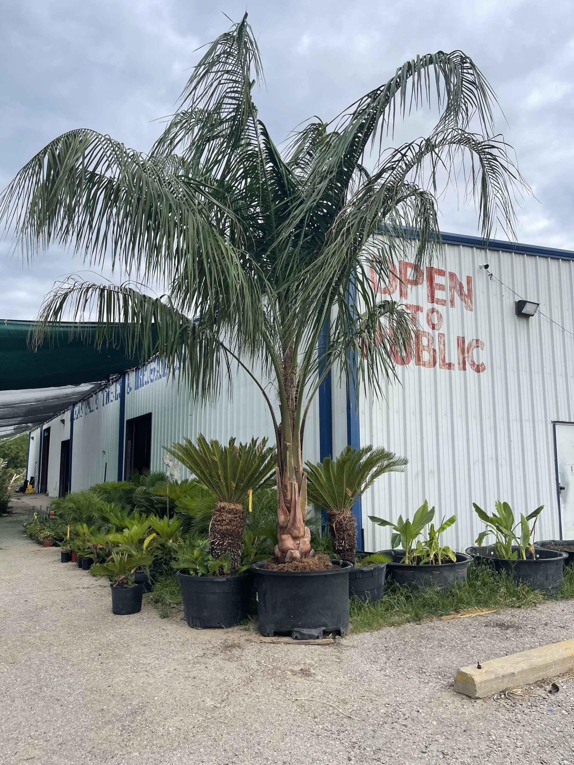 A bunch of potted plants are sitting in front of a building.