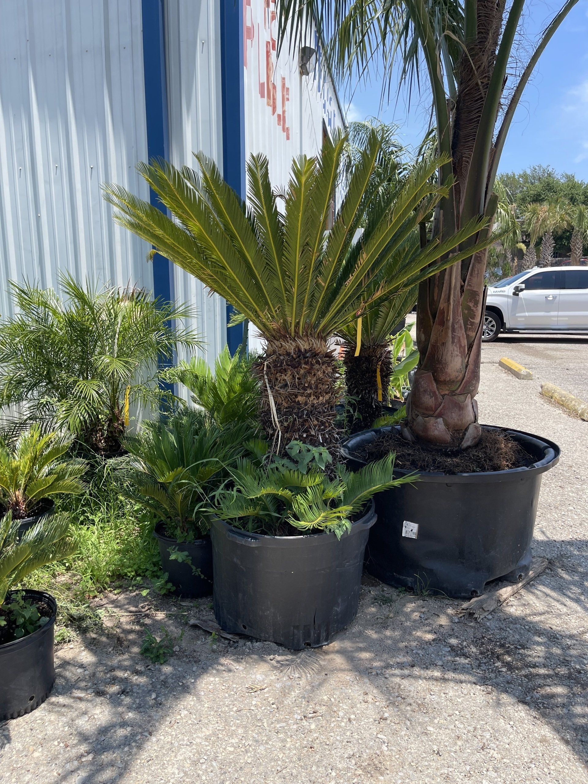 A bunch of potted plants are sitting on the ground in a parking lot.