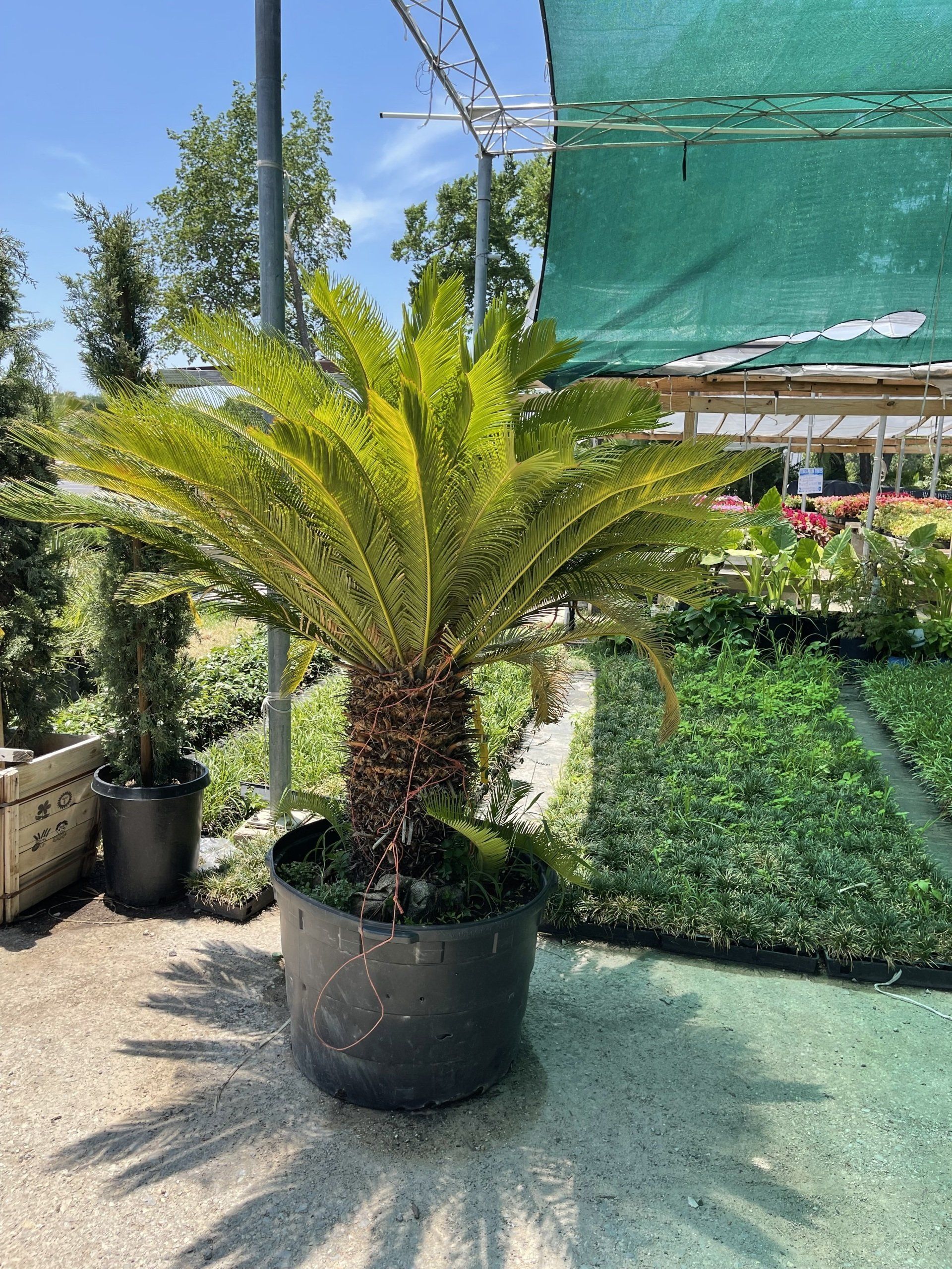 A large palm tree is sitting in a black pot in a garden.