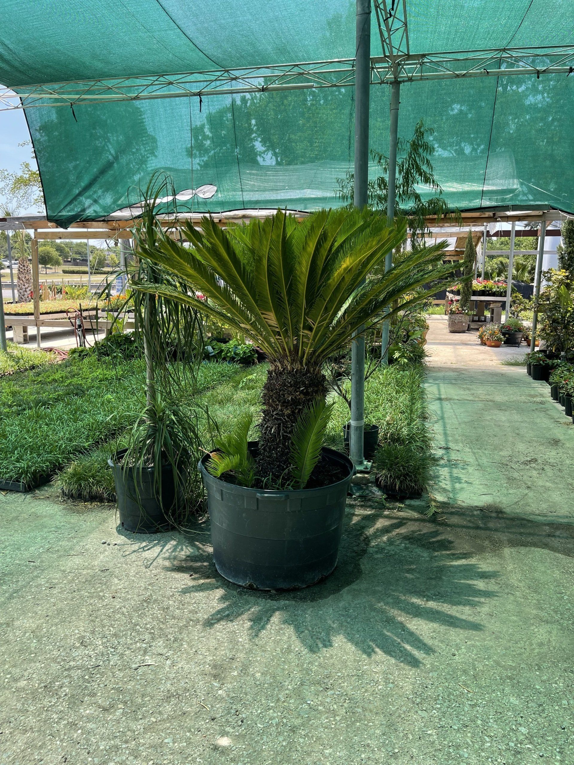 A large potted palm tree is sitting under an umbrella in a greenhouse.