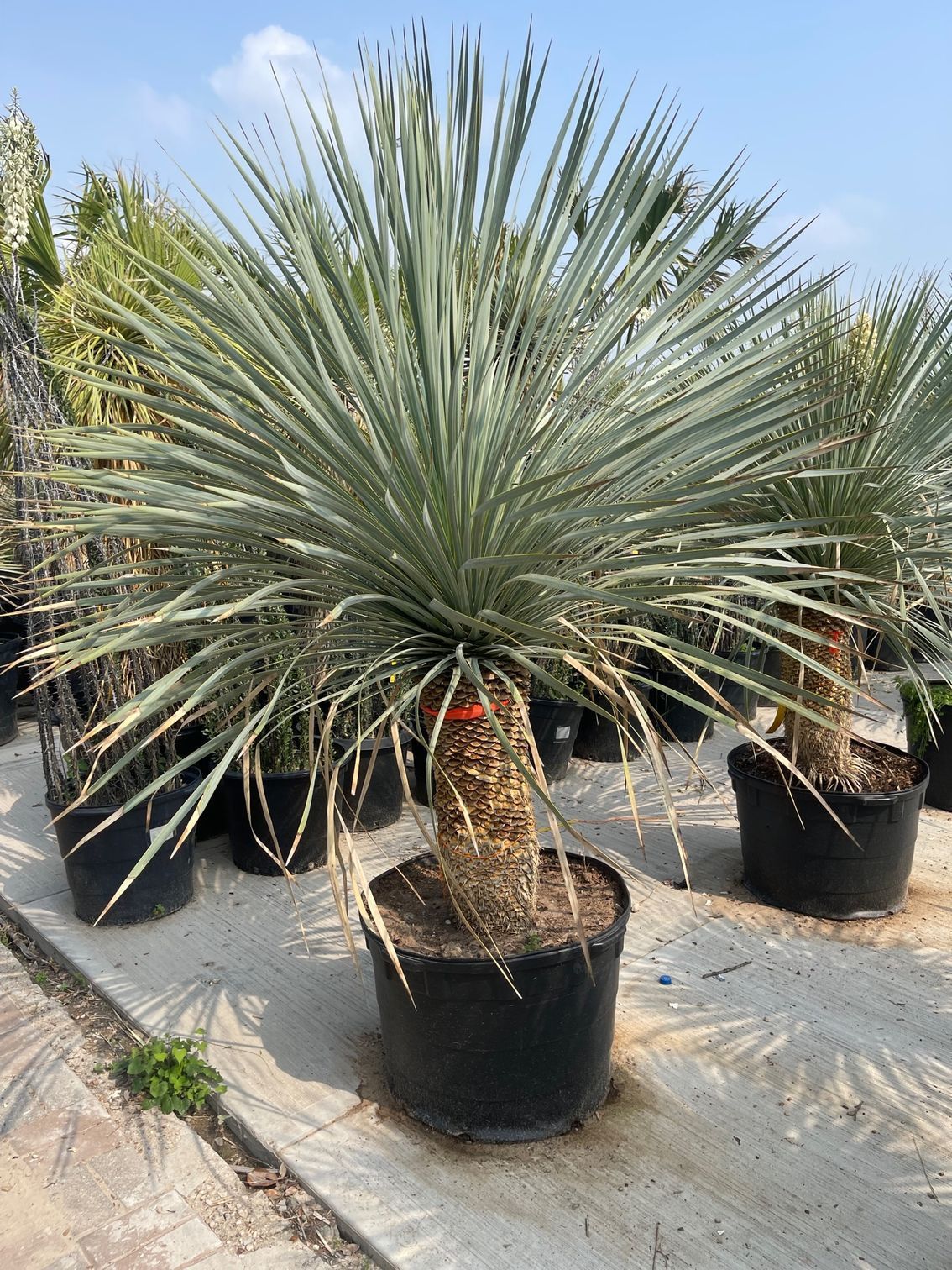 A group of potted plants are sitting on a sidewalk.