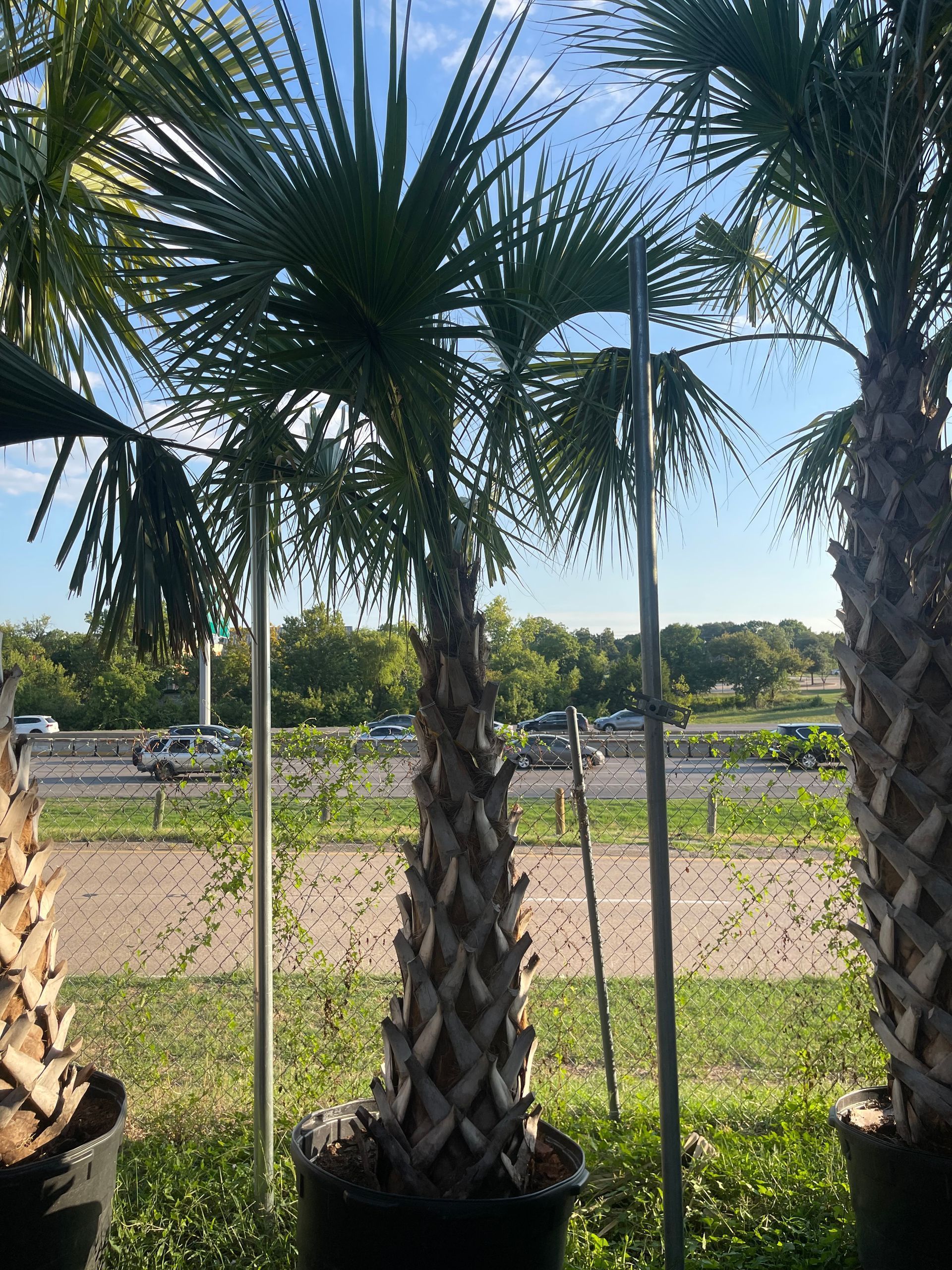 A group of palm trees sitting next to each other in a field.
