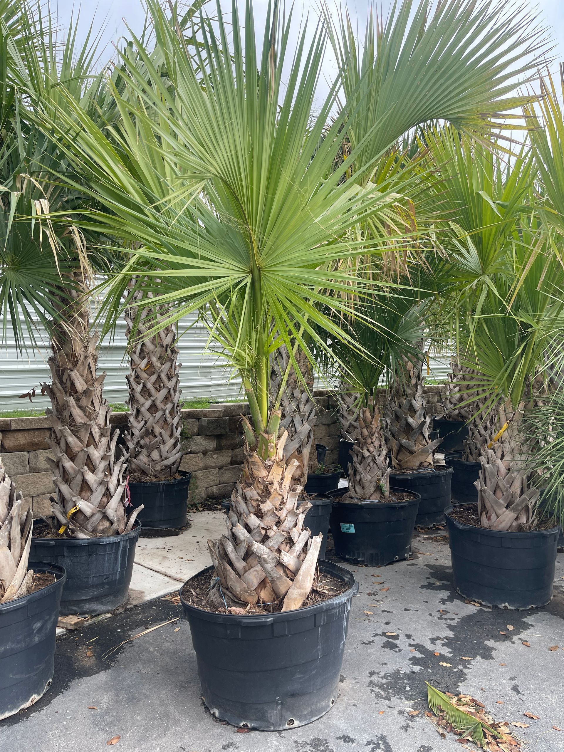 A bunch of palm trees in black pots are sitting on the ground.