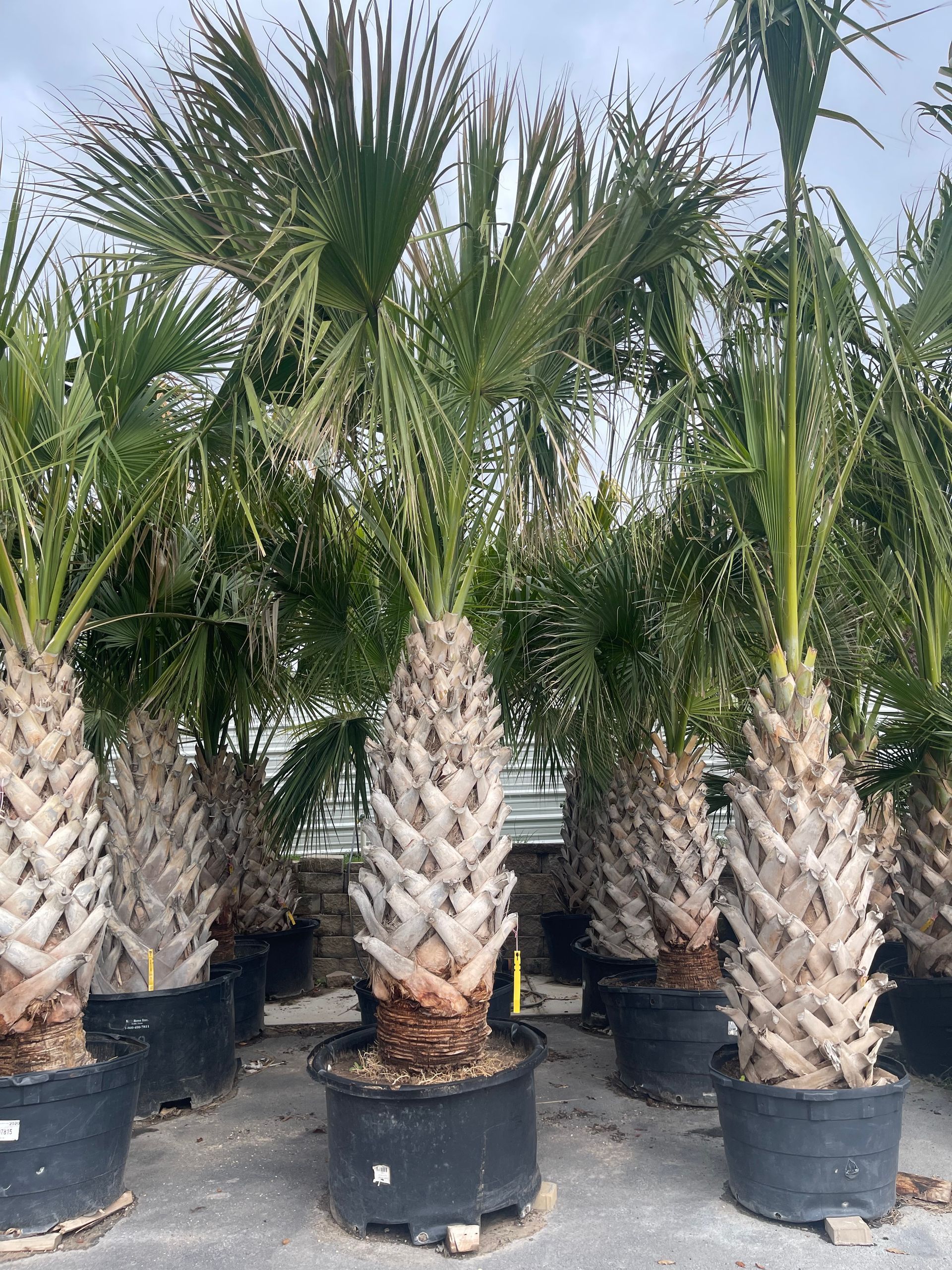 A bunch of palm trees in black pots are sitting on the ground.
