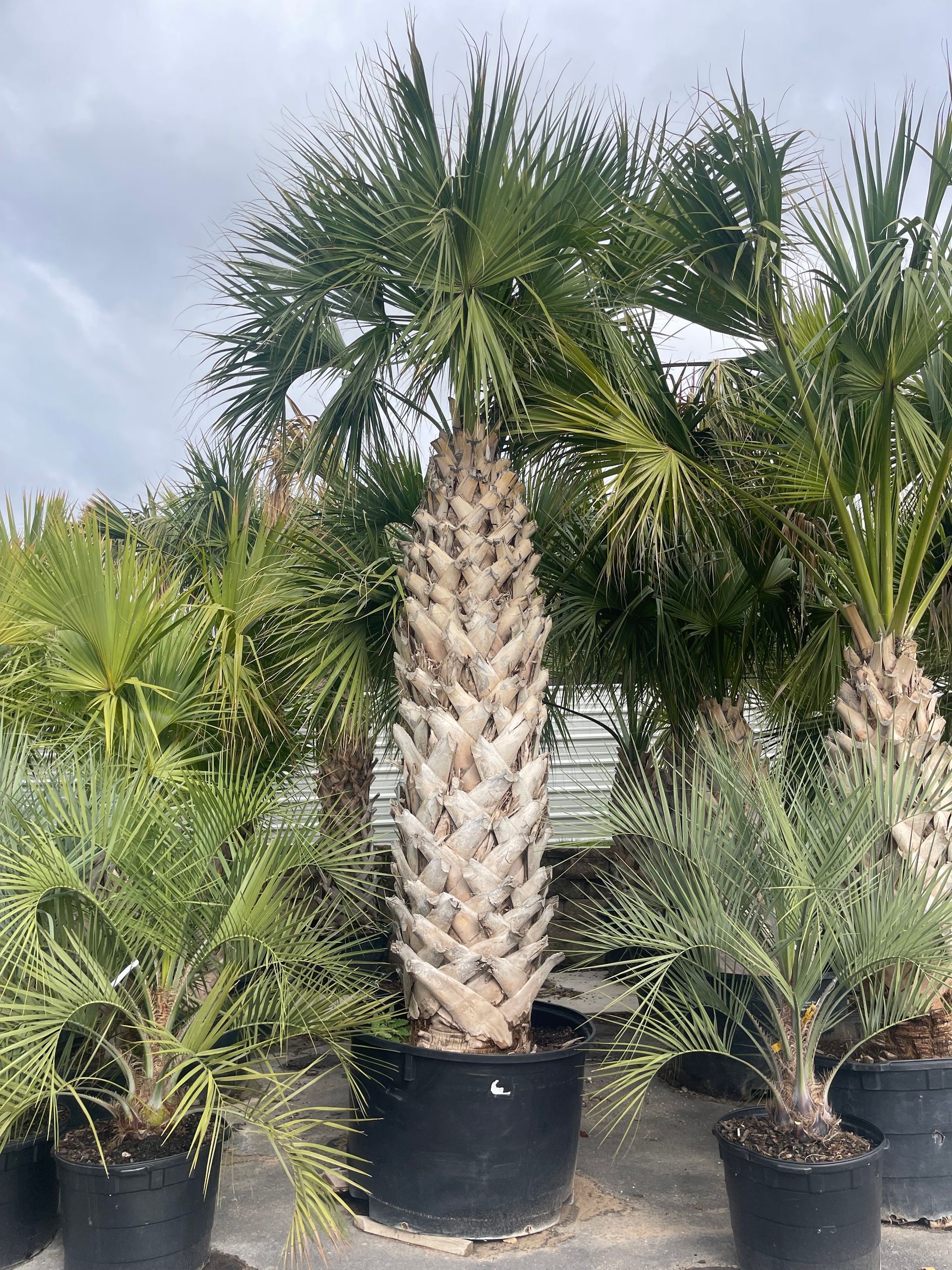 A bunch of palm trees are sitting in black pots.