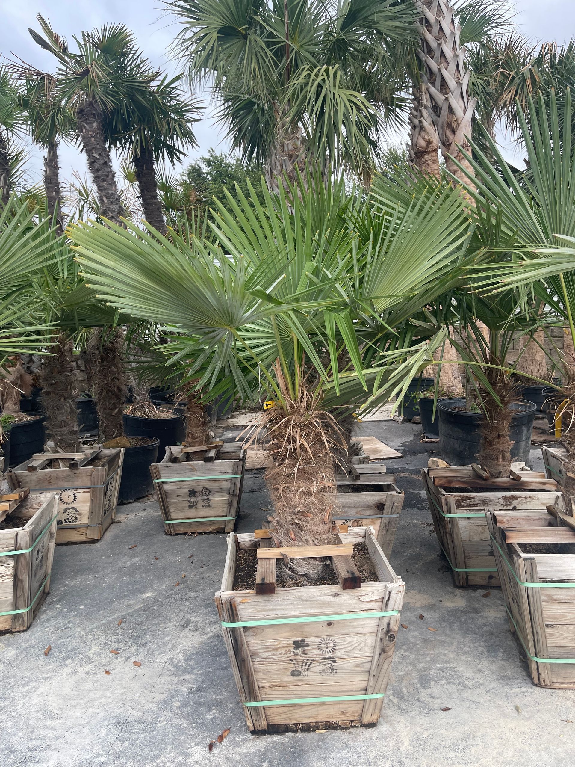 A bunch of palm trees in wooden pots are sitting on the ground.