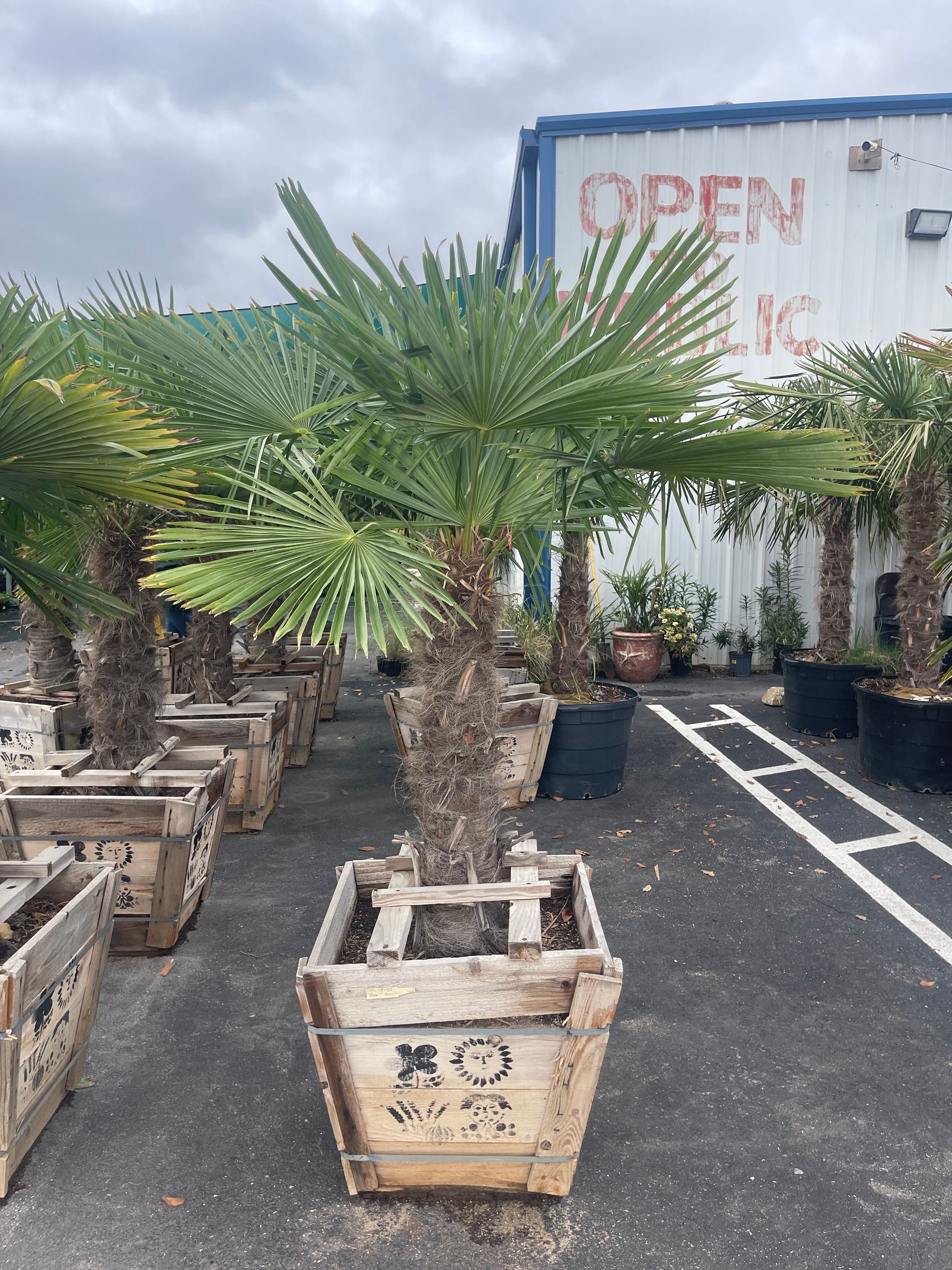 A palm tree in a wooden box is sitting in front of a building.