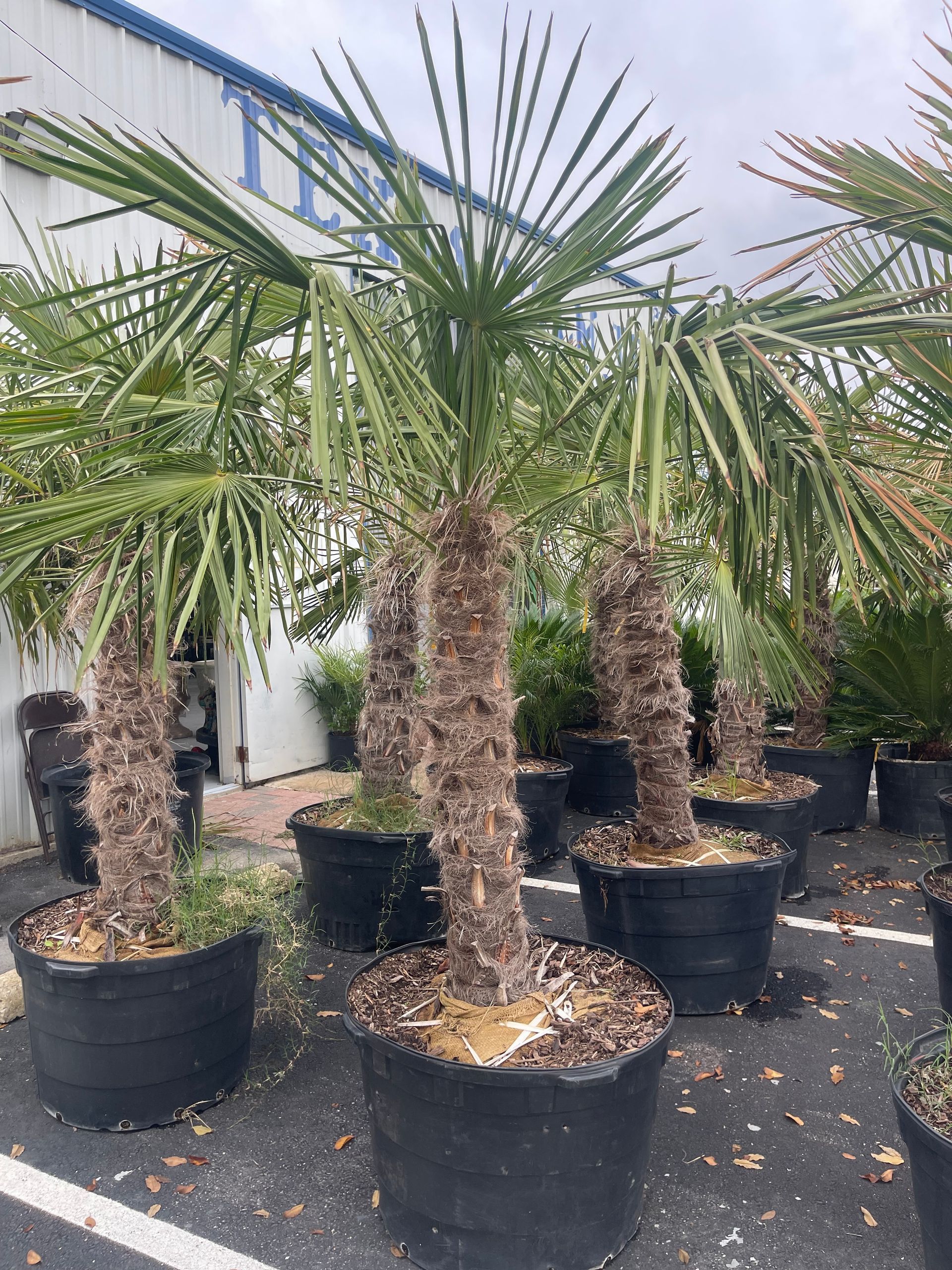A bunch of palm trees in black pots are sitting in a parking lot.