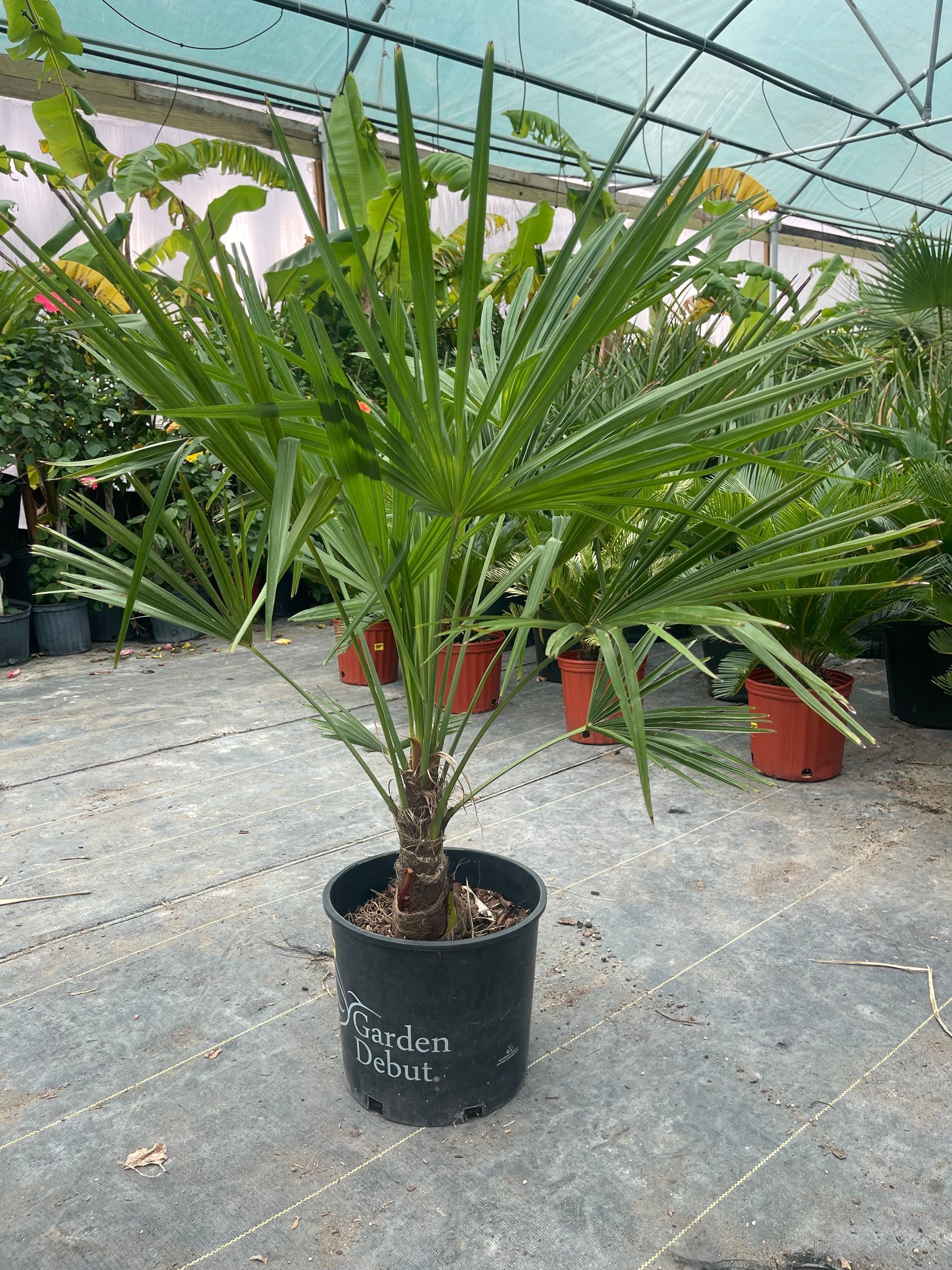 A palm tree in a black pot is sitting on the ground in a greenhouse.