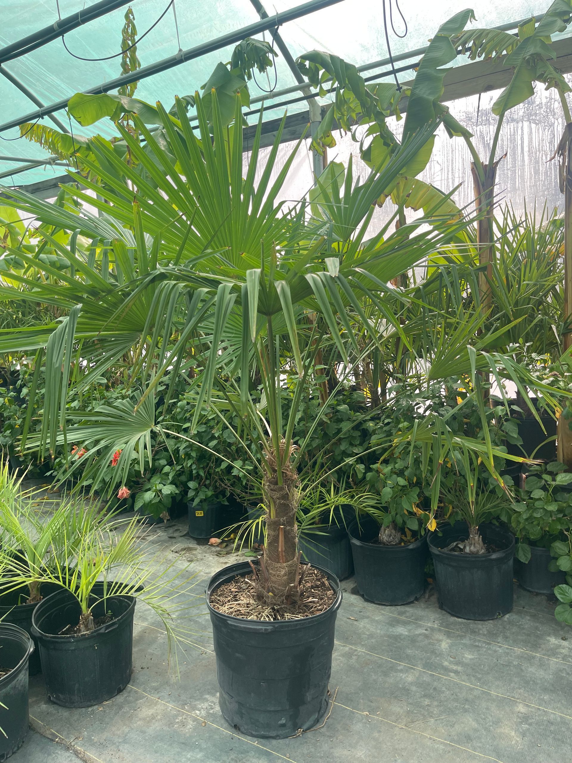 A palm tree in a black pot is surrounded by other plants in a greenhouse.