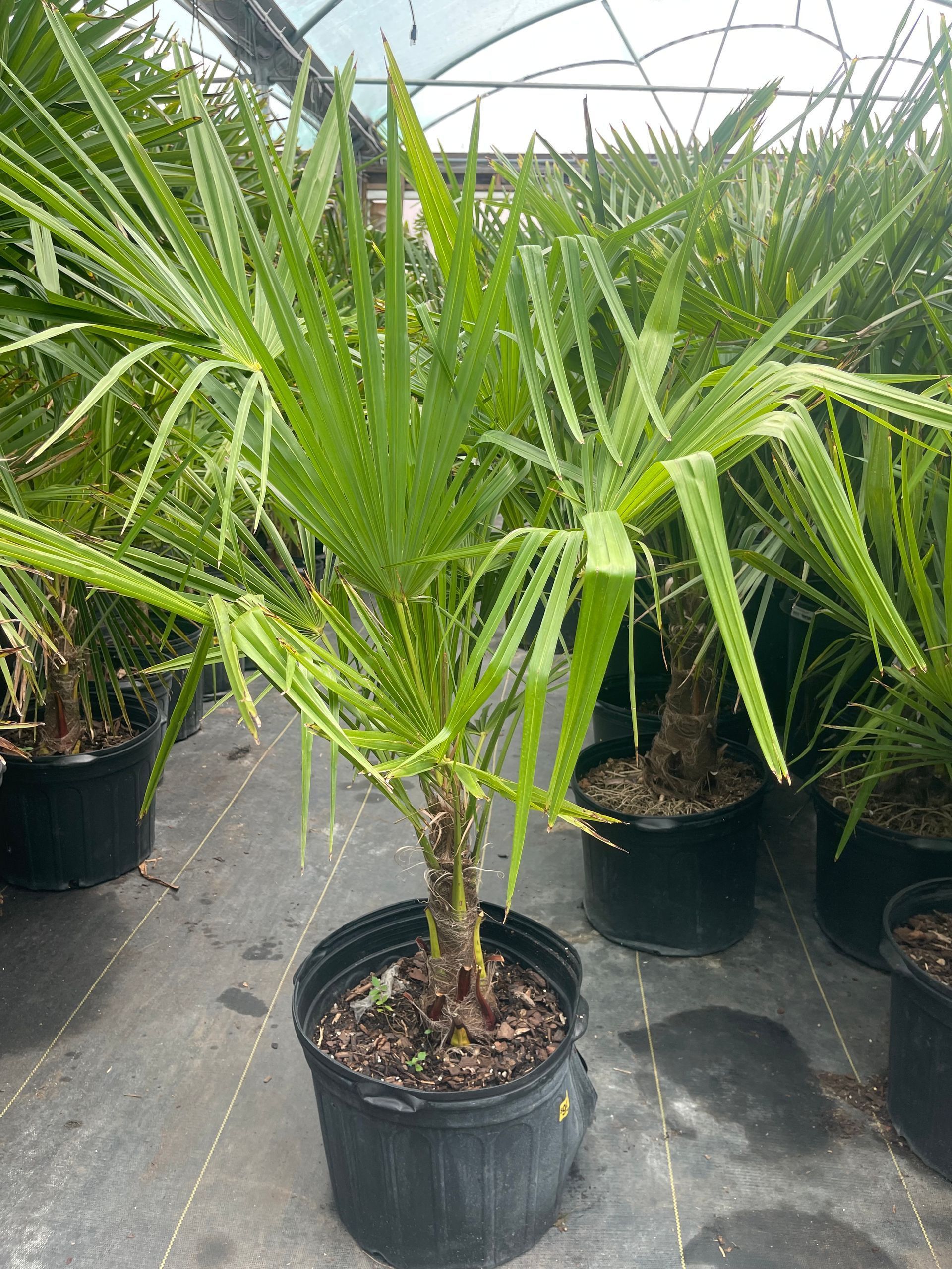 A palm tree in a black pot is surrounded by other palm trees.