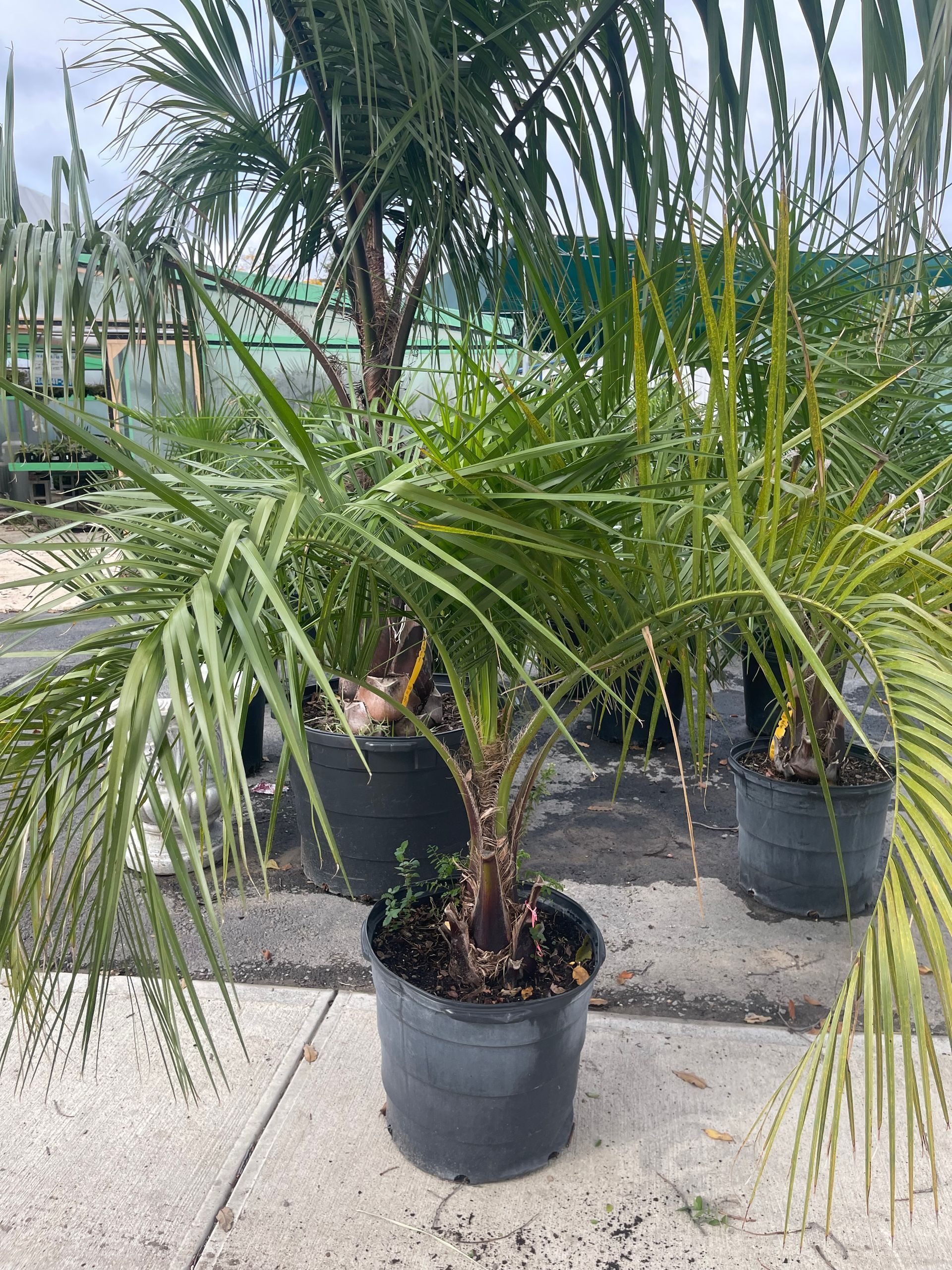 A group of palm trees in black pots are sitting on a sidewalk.