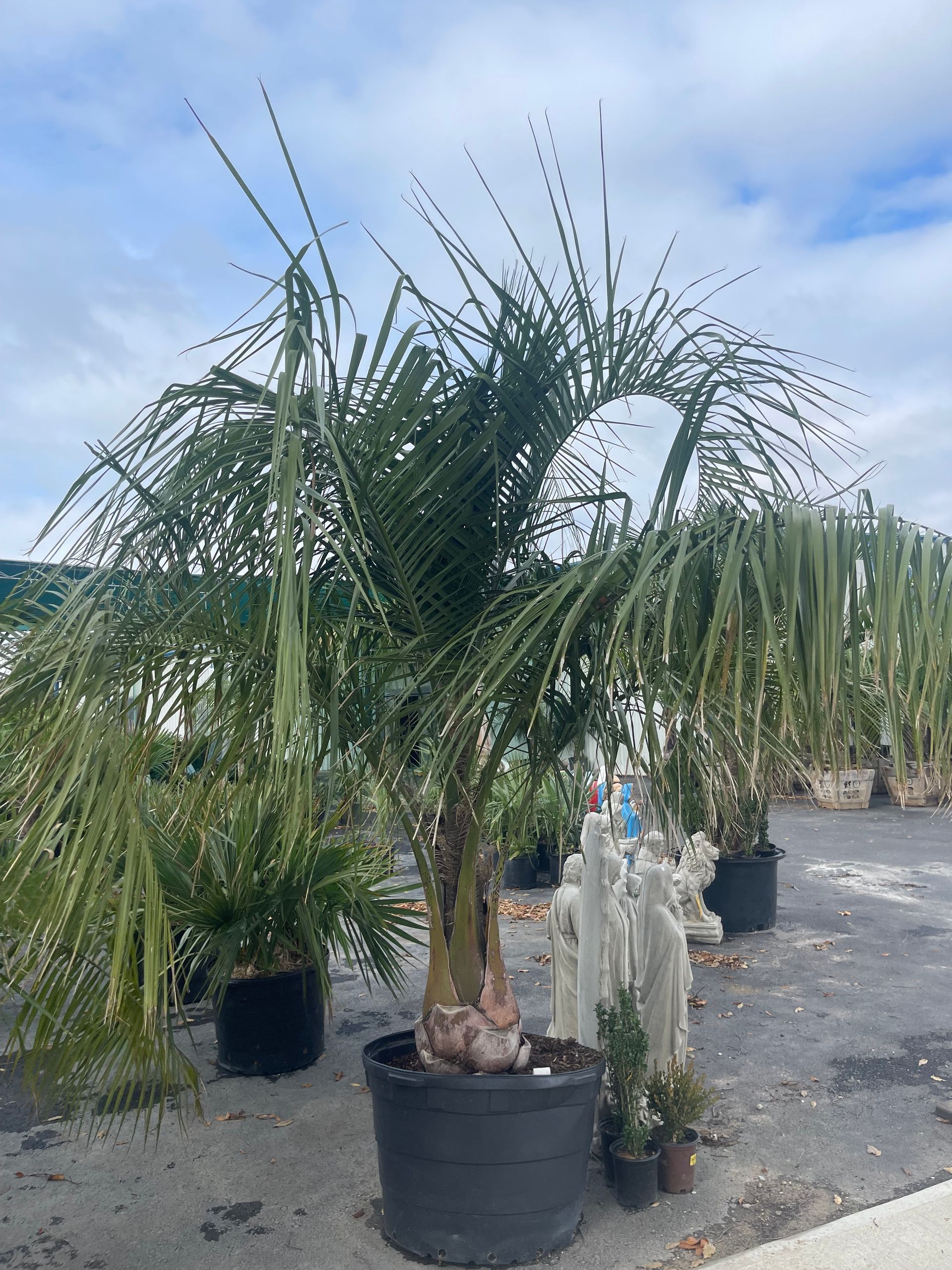 A bunch of potted plants are sitting on the ground in a garden.