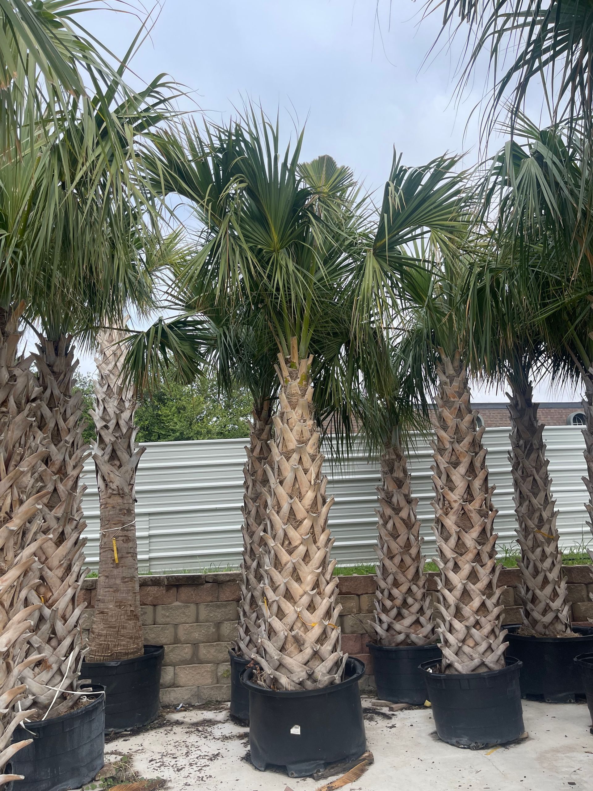 A row of palm trees in black pots sitting next to each other.