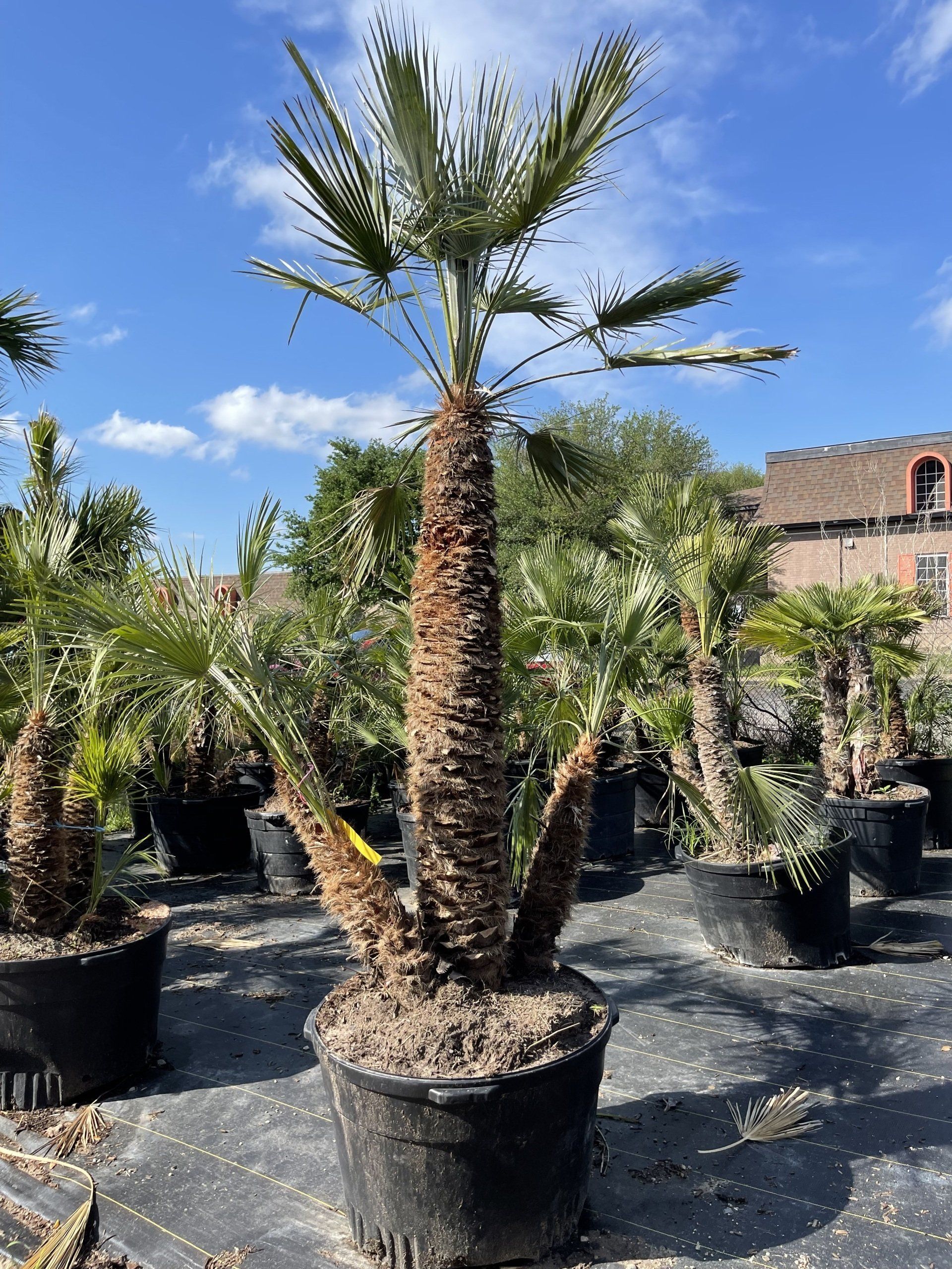 A large palm tree in a black pot in a garden.