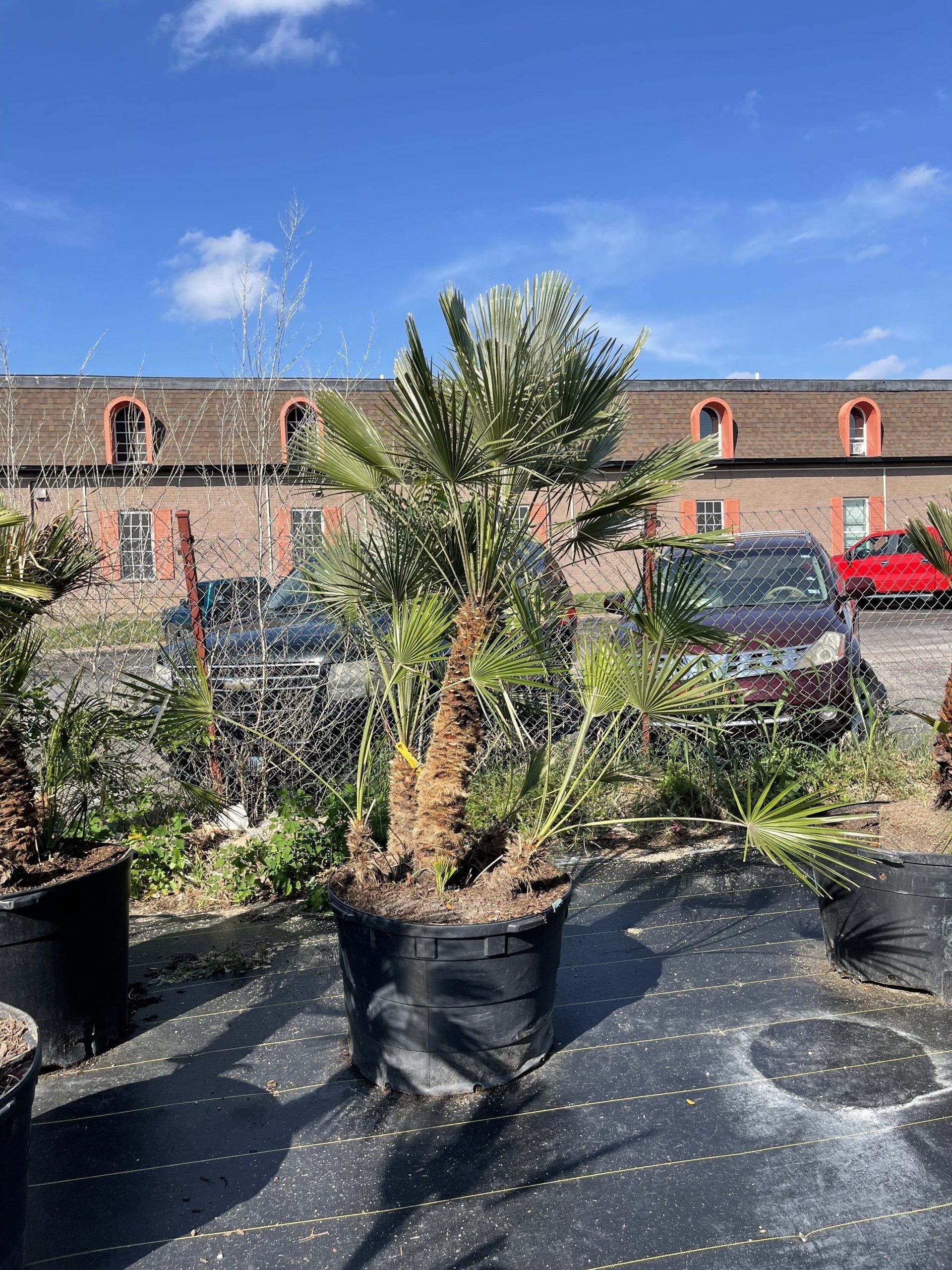 A large potted palm tree is sitting on the ground in front of a building.