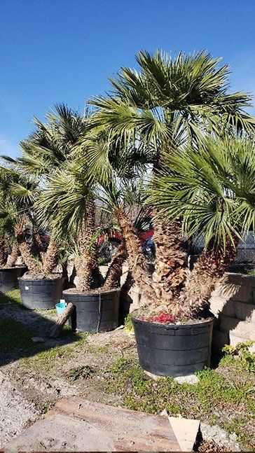 A bunch of palm trees in black pots in a garden.