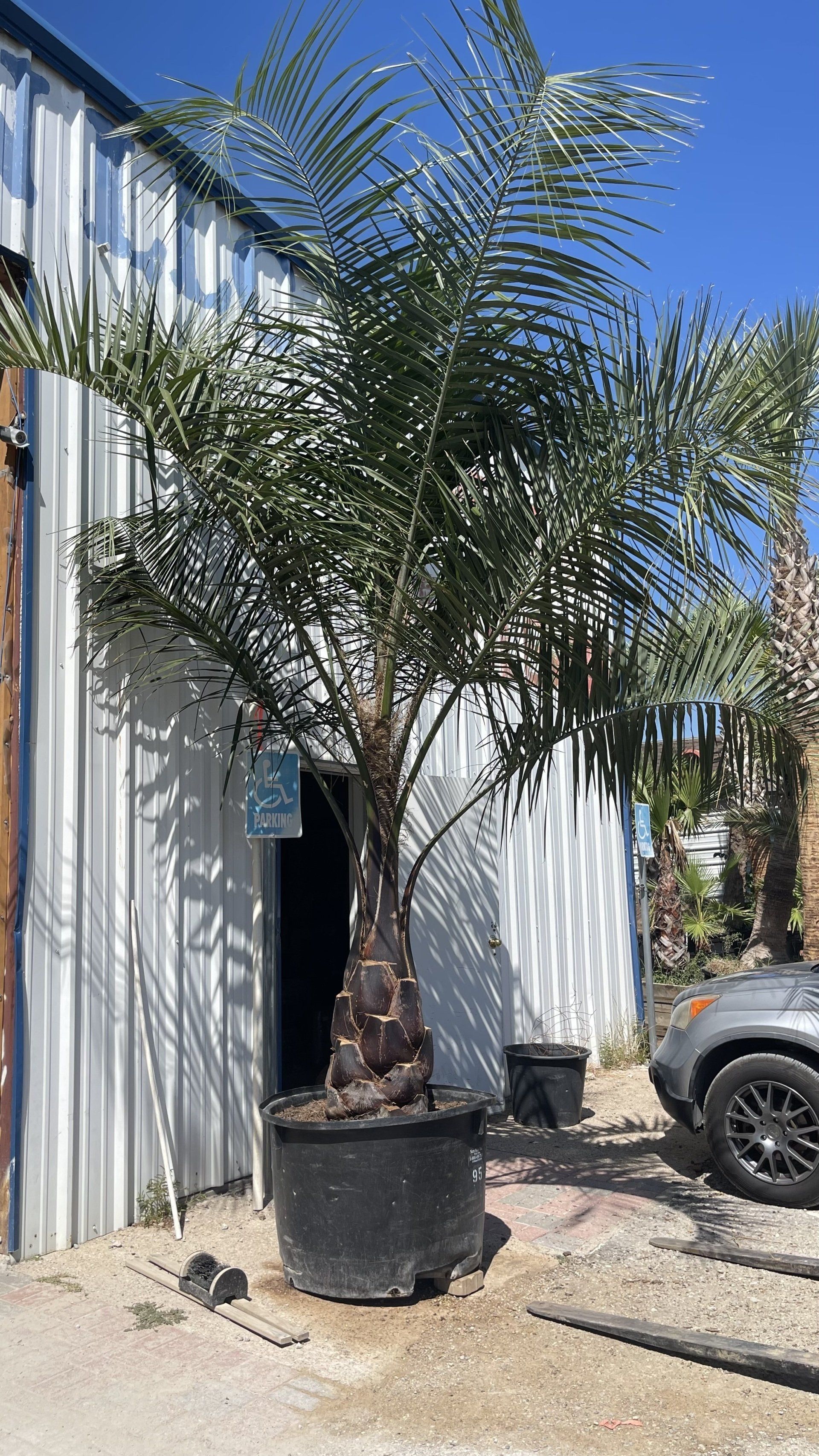 A large palm tree in a pot is sitting in front of a building.