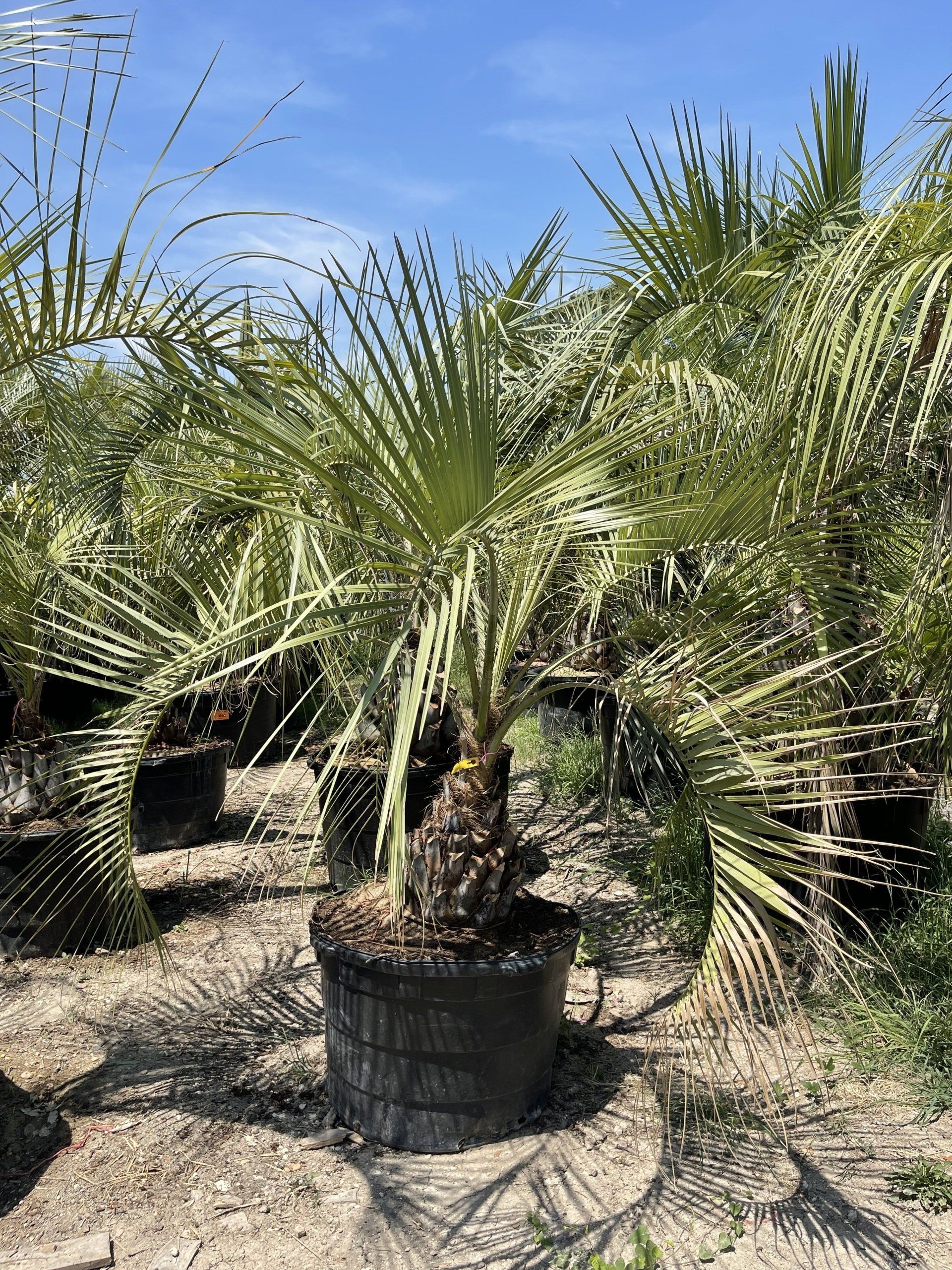 A palm tree in a pot is sitting in the dirt in a garden.
