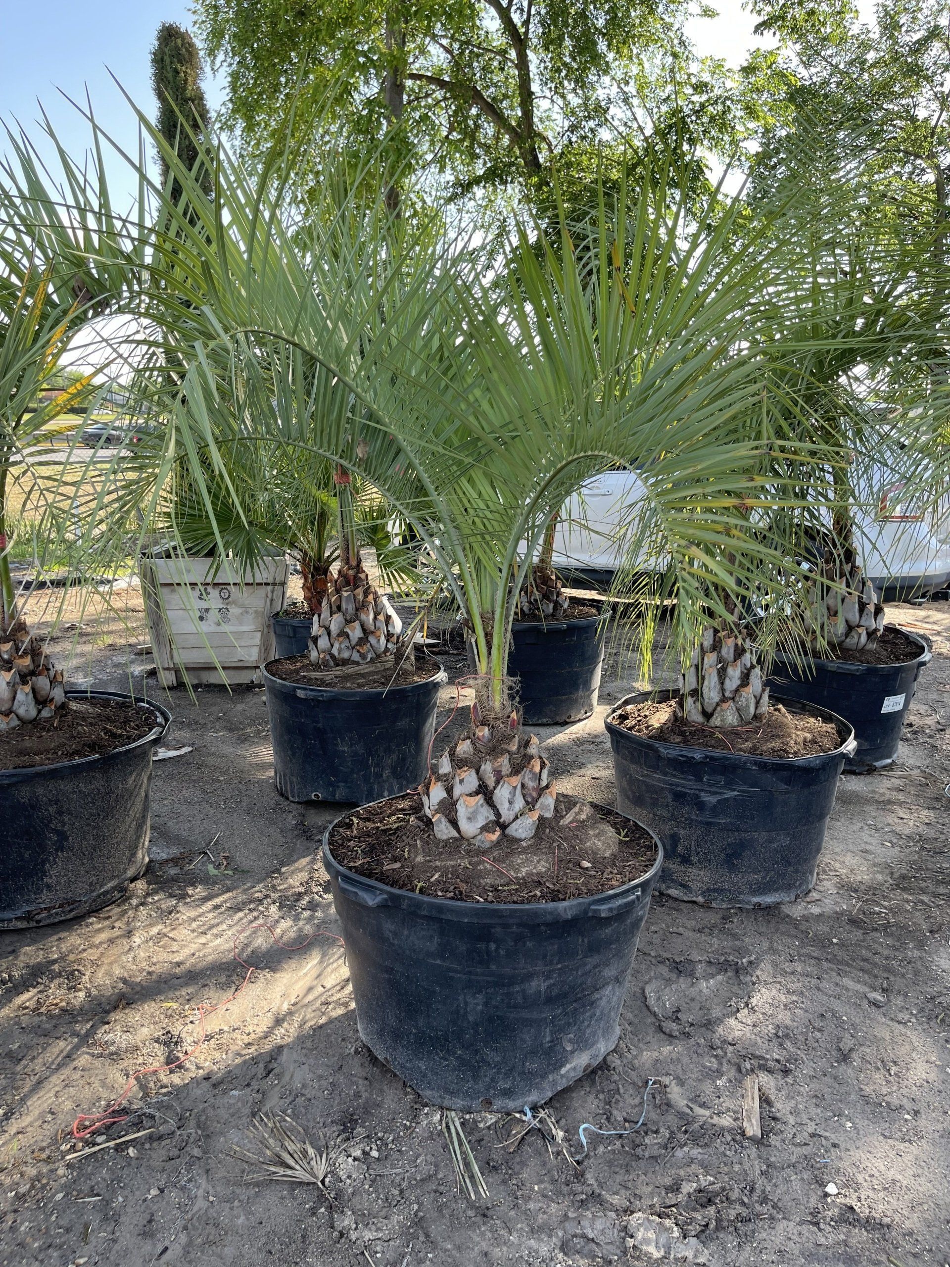 A group of potted palm trees sitting on top of a dirt field.