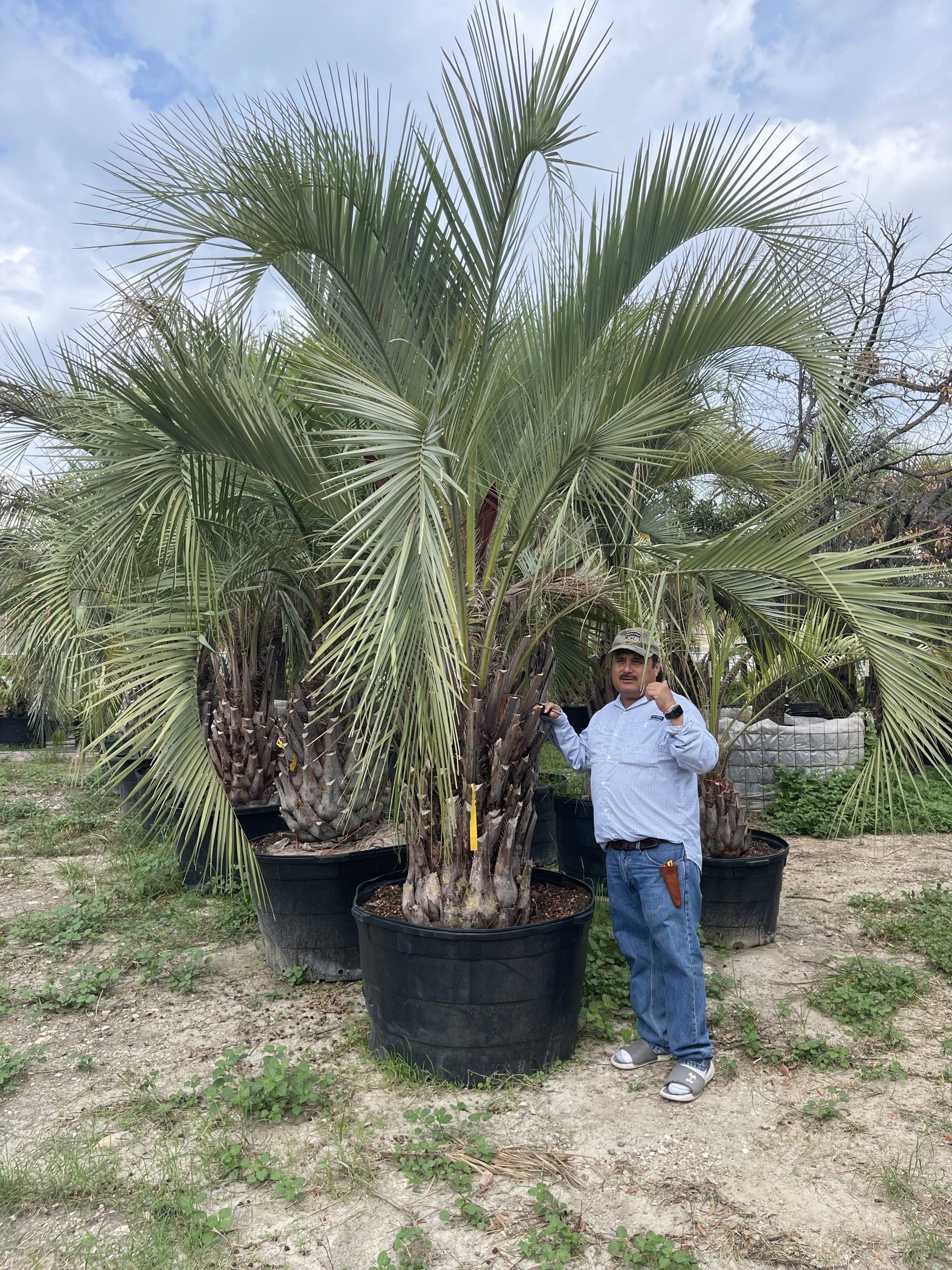 A man is standing next to a large palm tree in a garden.
