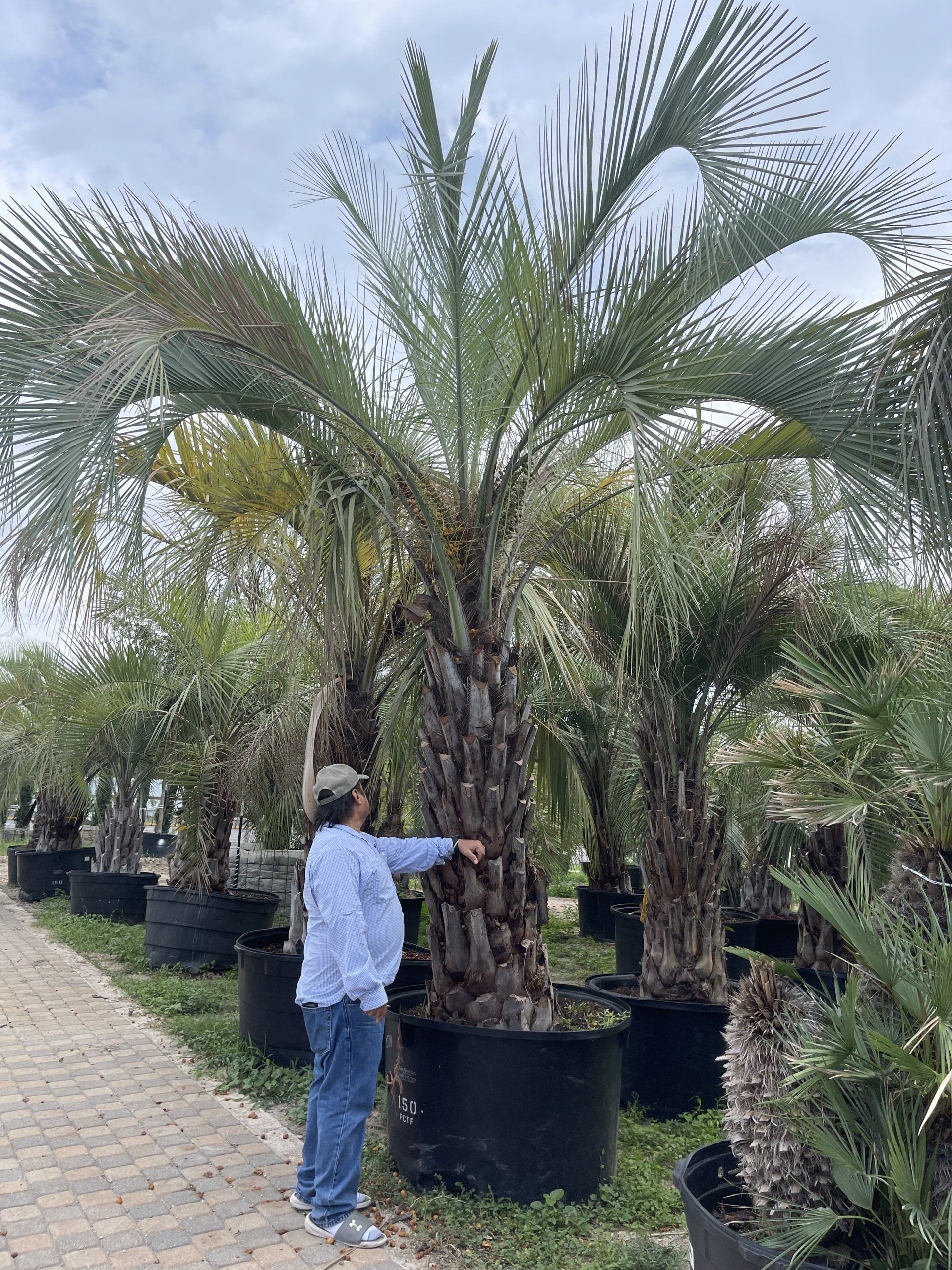 A man is standing next to a large palm tree in a garden.