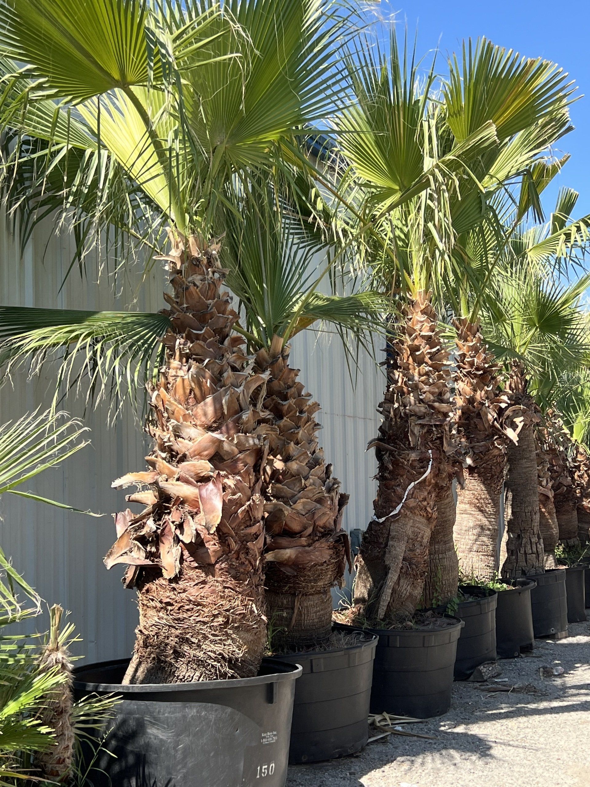 A row of palm trees in pots are lined up in front of a building.