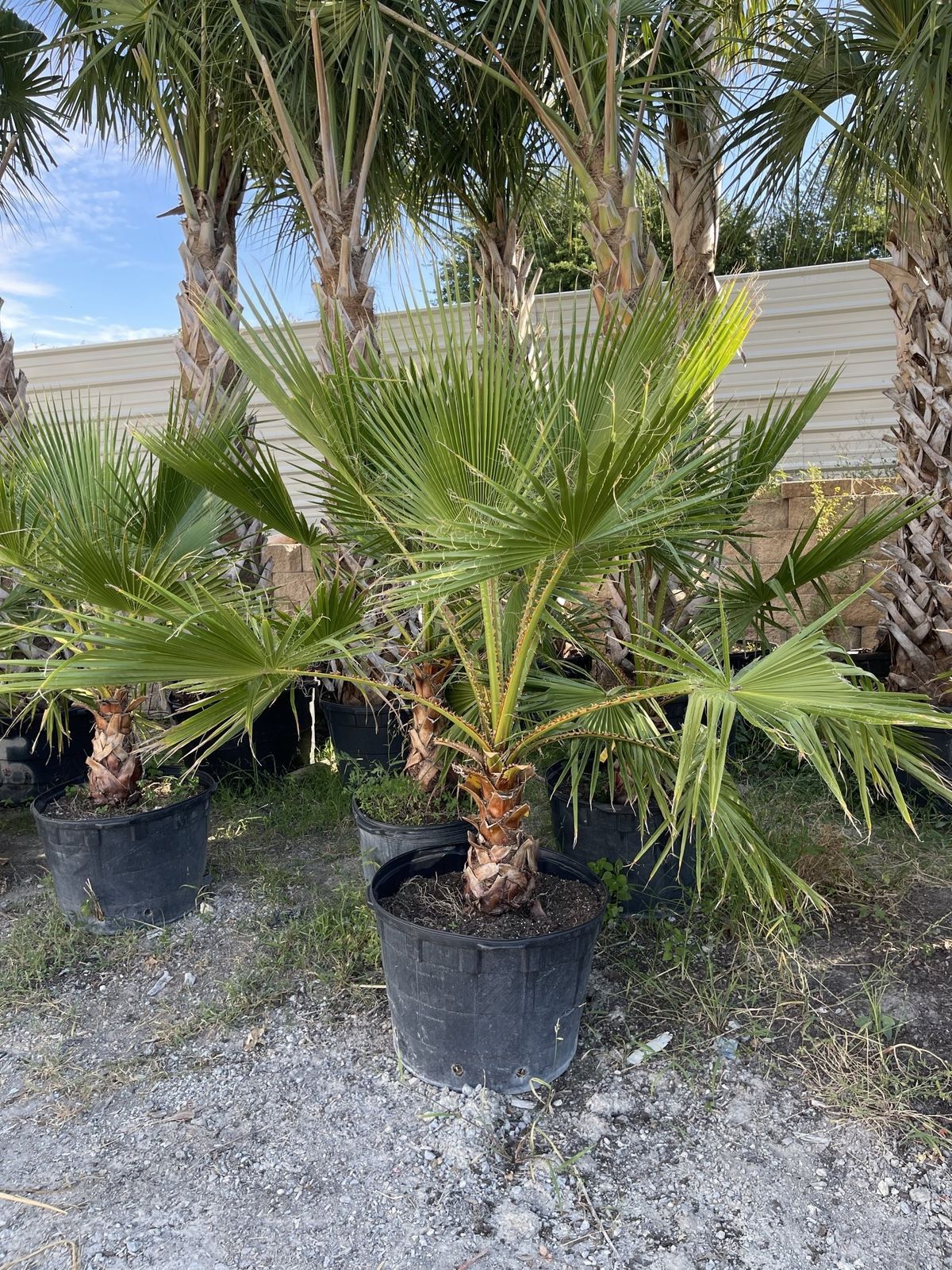 A group of palm trees in pots sitting on top of a gravel road.