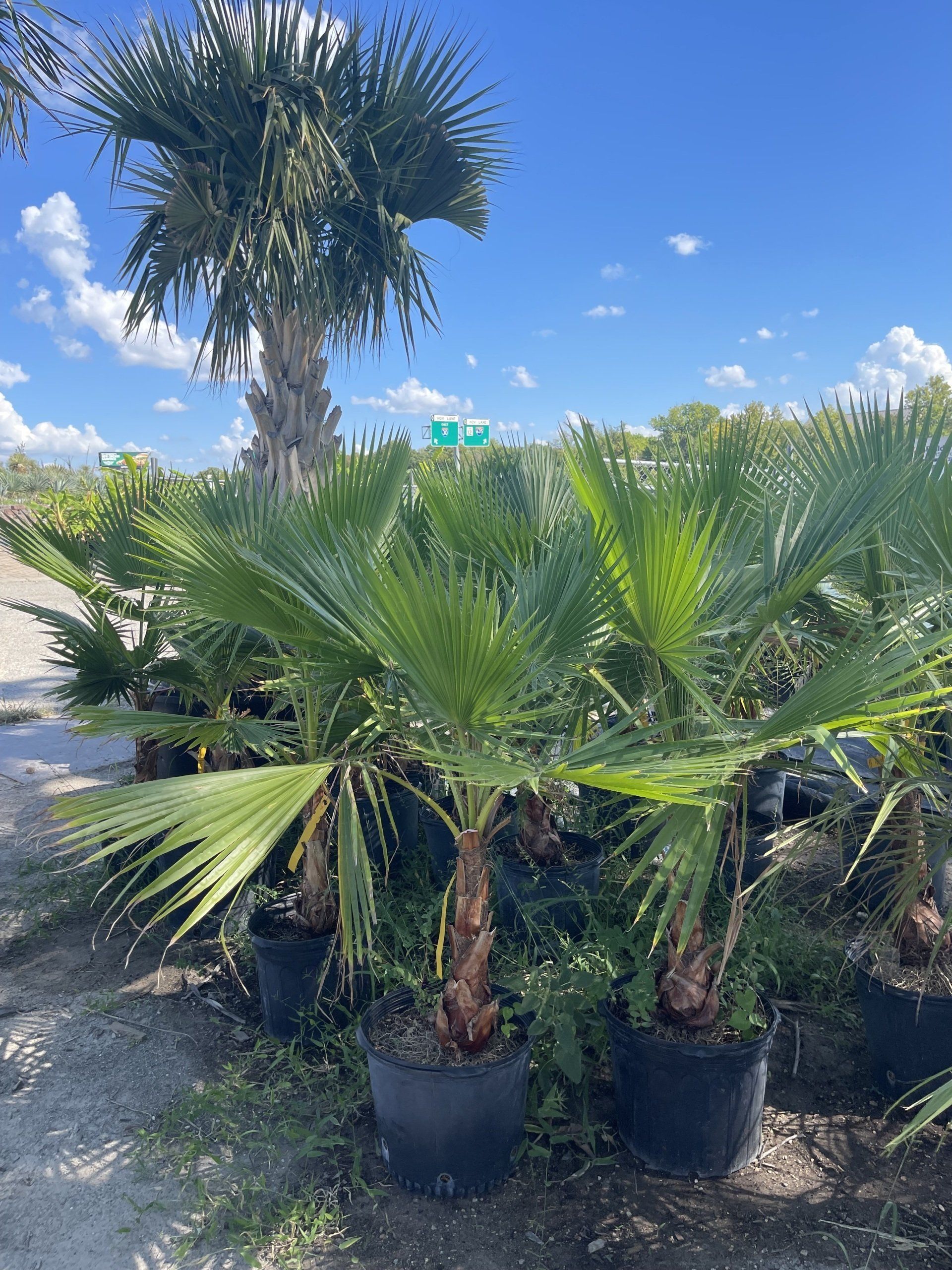 A bunch of palm trees in pots in a garden.