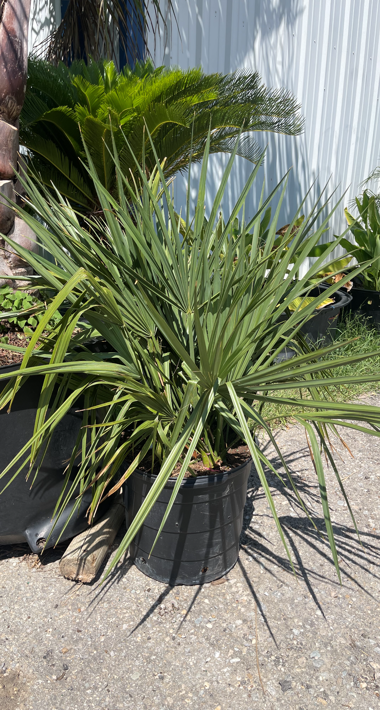 A large plant in a black pot is sitting on the ground.
