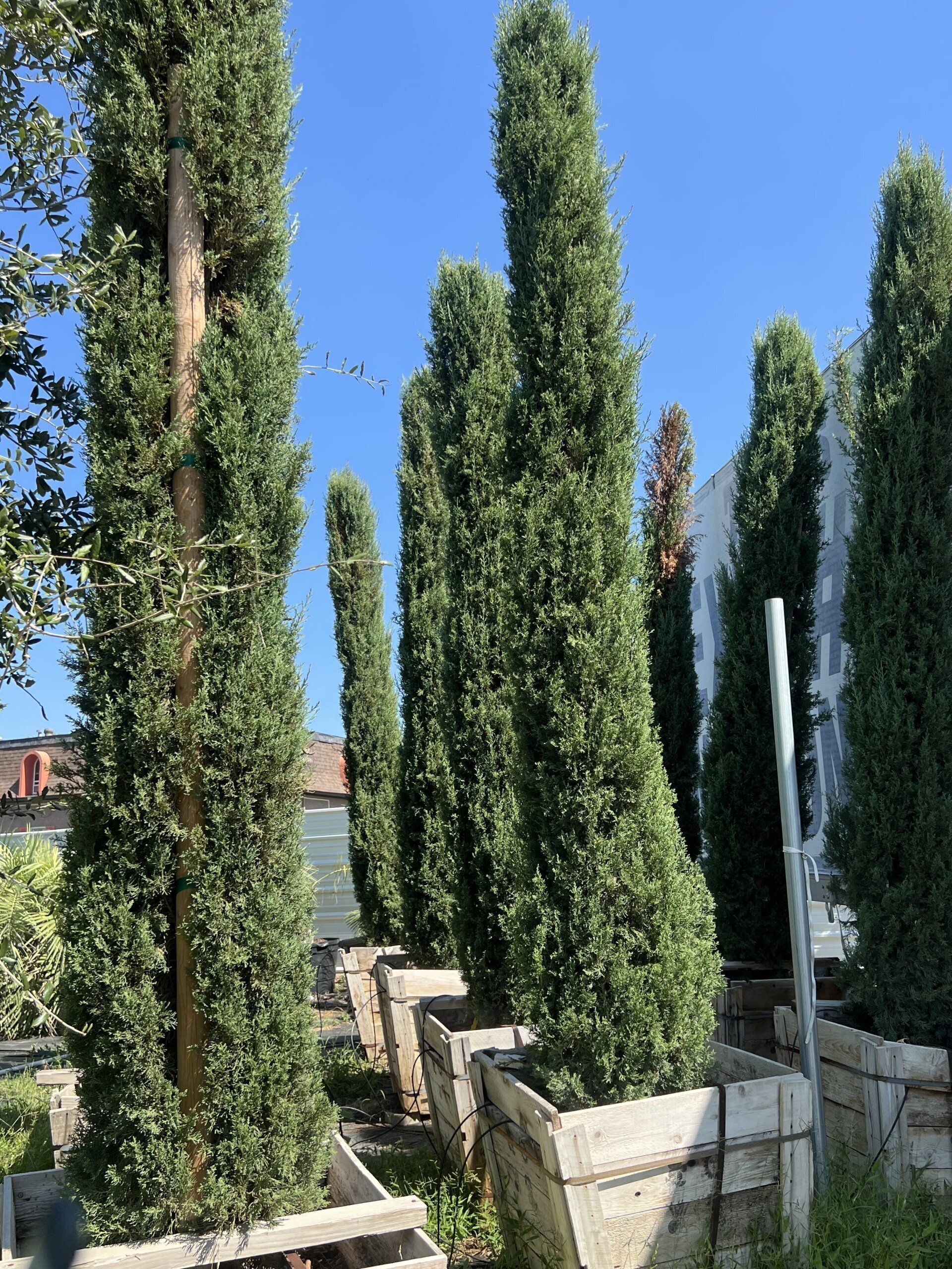 A row of tall trees in pots with a blue sky in the background.