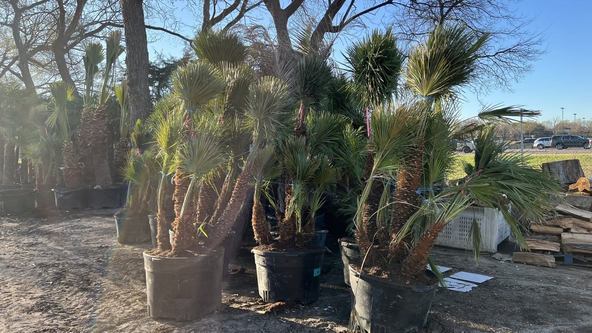 A bunch of potted plants are sitting in a dirt field.
