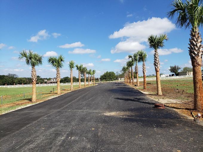 A row of palm trees on the side of a road