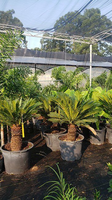 A greenhouse filled with lots of potted plants.